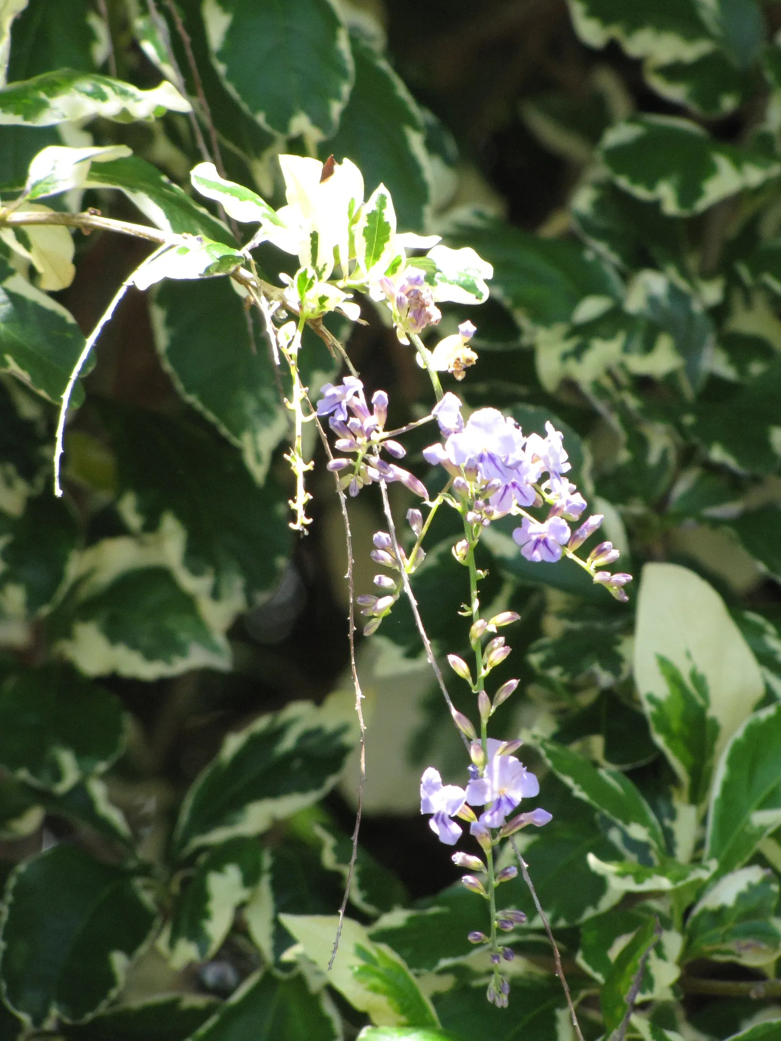 Sky Flower. Golden Dew-Drop (Duranta Erecta) — each bloom clusters gracefully along arching branches; native to the tropical regions of the, image 108