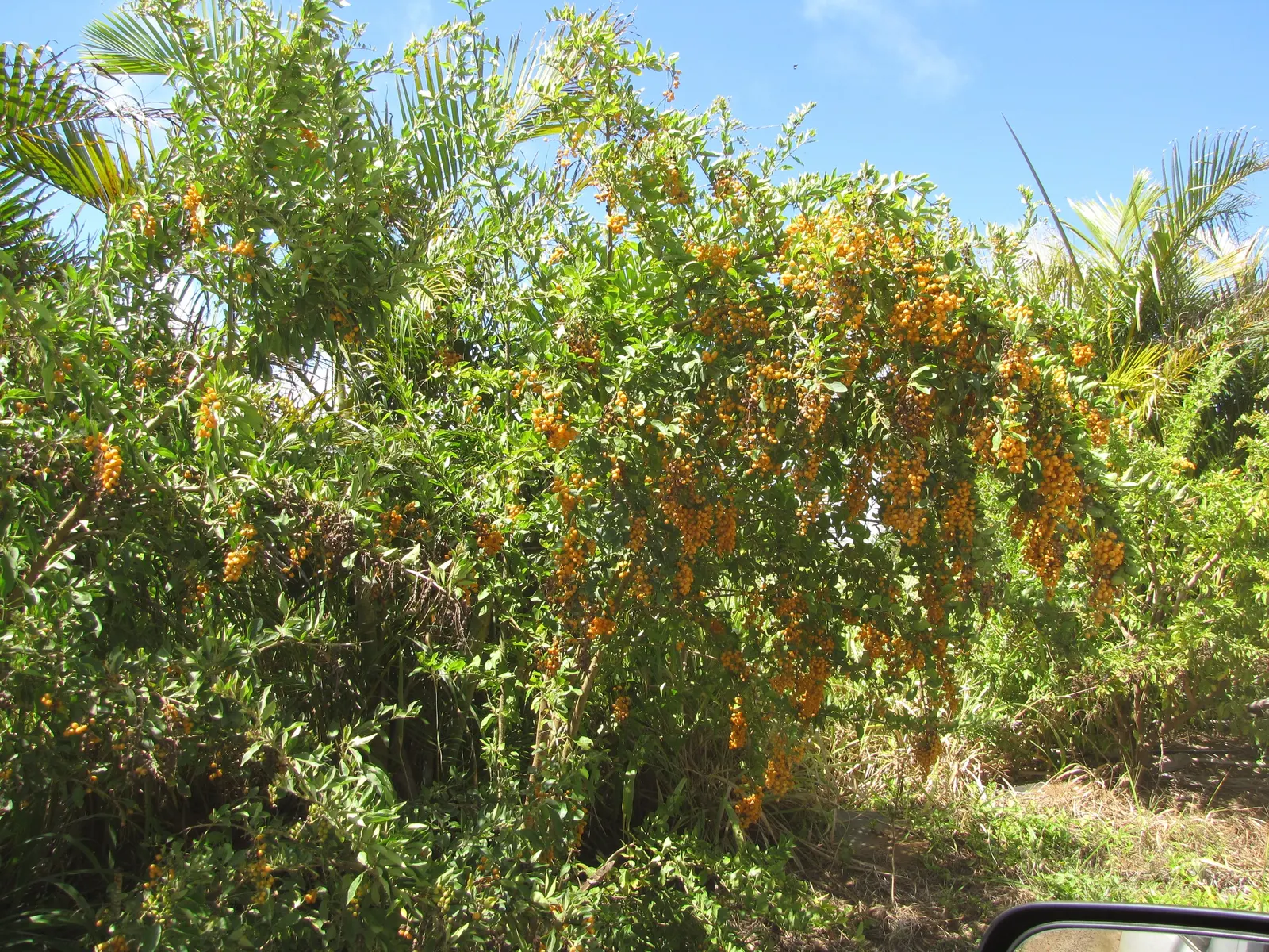 Sky Flower. Golden Dew-Drop (Duranta Erecta) — Department of Agriculture plant hardiness zones 9 through 11; pruning is necessary to maintain the, image 106