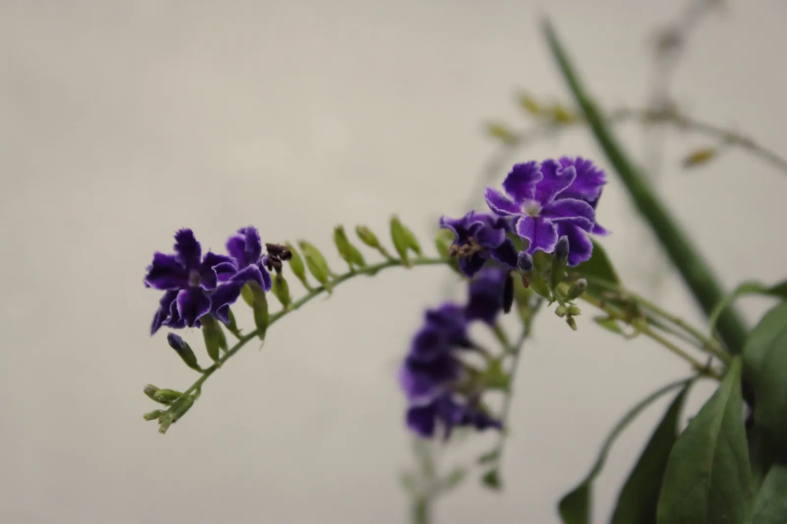 Sky Flower. Golden Dew-Drop (Duranta Erecta) — This lush species can reach up to 18 feet in height with a similar spread