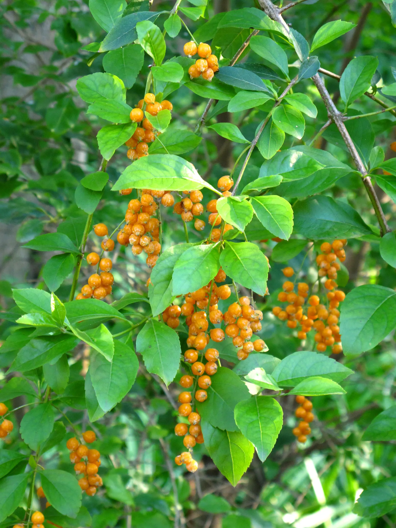 Sky Flower. Golden Dew-Drop (Duranta Erecta) — This lush species can reach up to 18 feet in height with a similar spread; maturing at 4-6 ft tall, with a 3-4