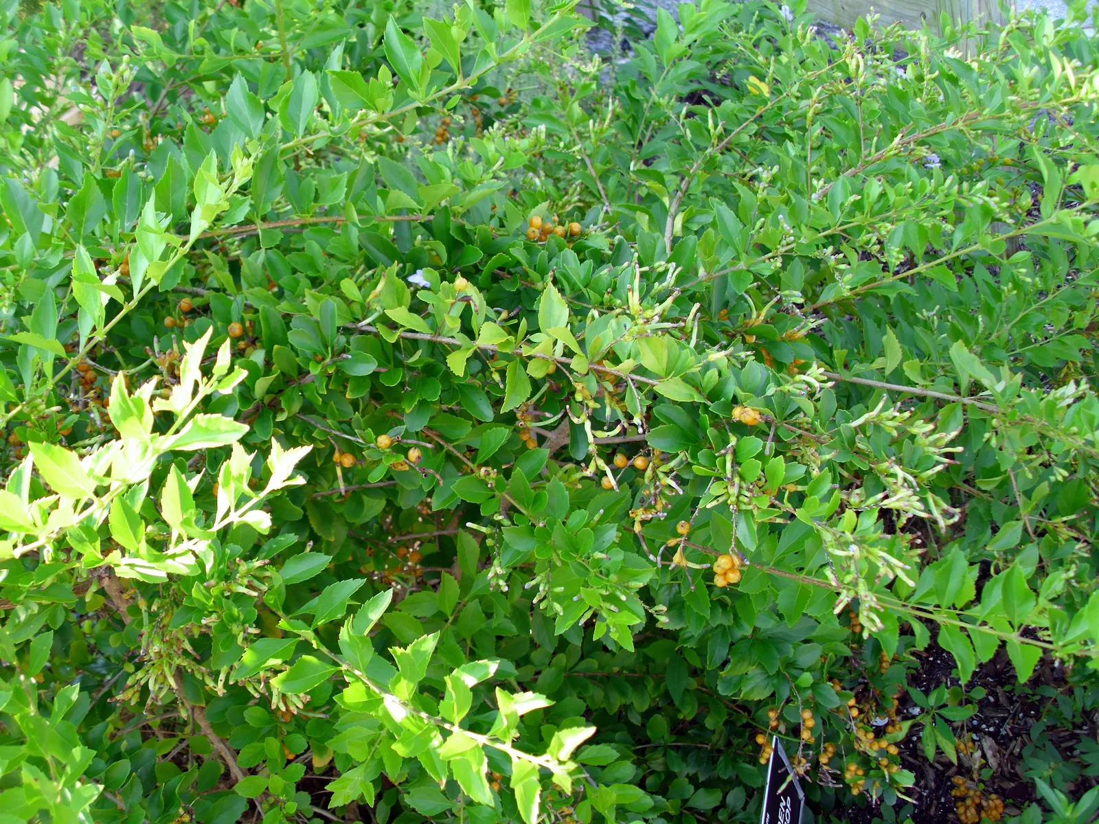 Sky Flower. Golden Dew-Drop (Duranta Erecta) — Its resilience and fast growth rate make it ideal for use as a hedge, screen, or standalone specimen; it