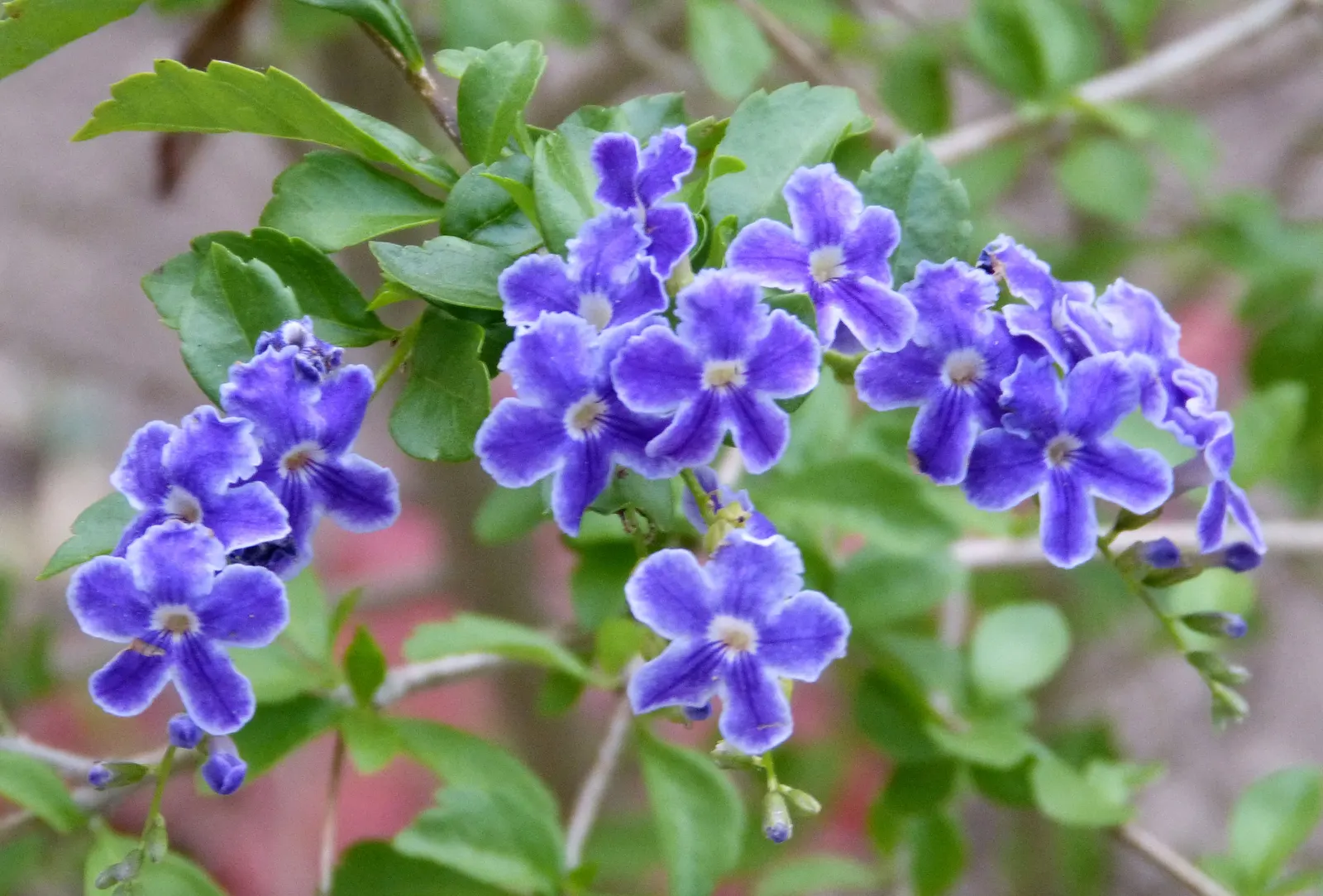 Sky Flower. Golden Dew-Drop (Duranta Erecta) — shrub for full; the Sky Flower's sculptural form and colorful presence ensure it is a standout feature in any