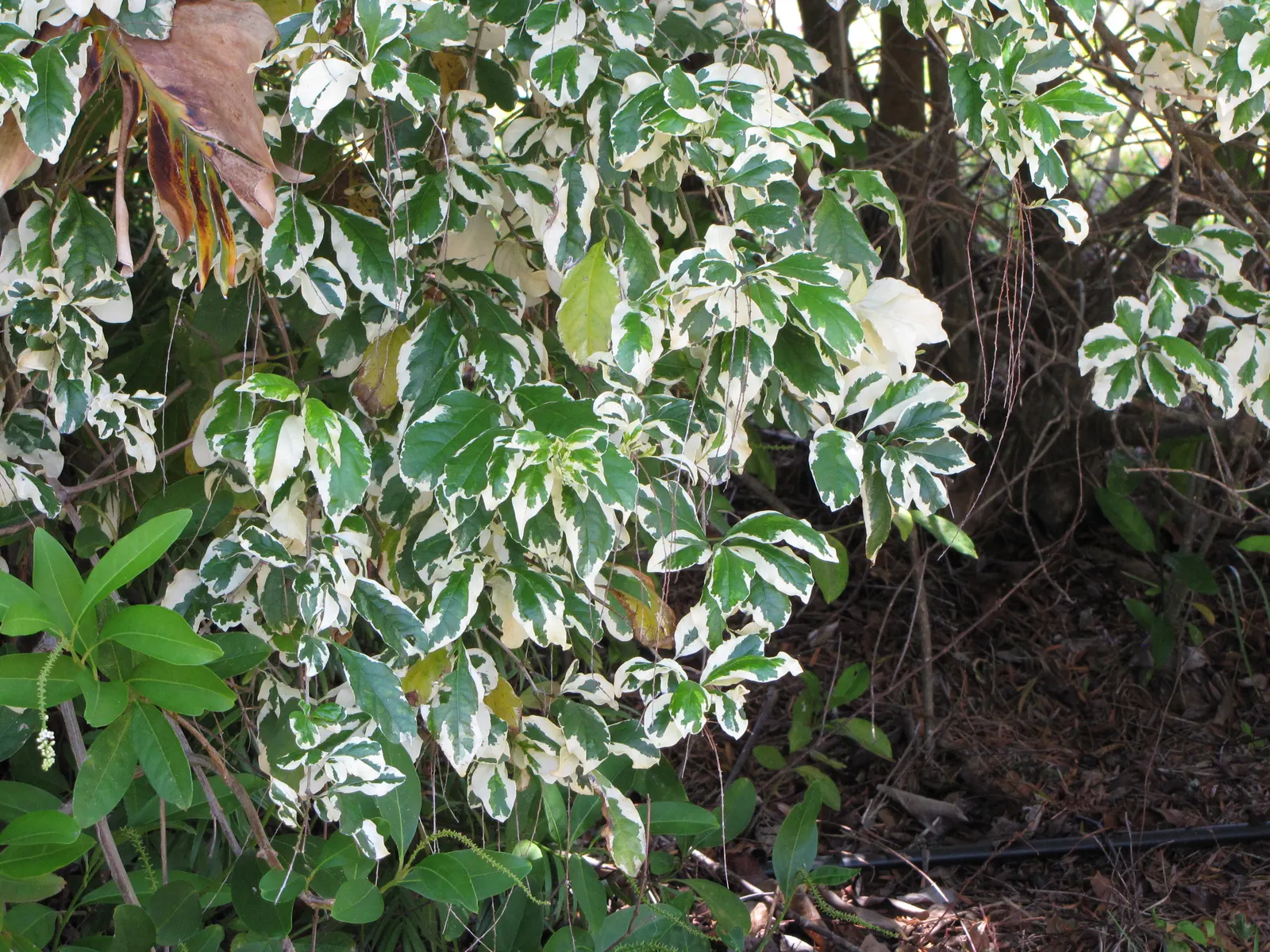 Sky Flower. Golden Dew-Drop (Duranta Erecta) — which is best done after the flowering season