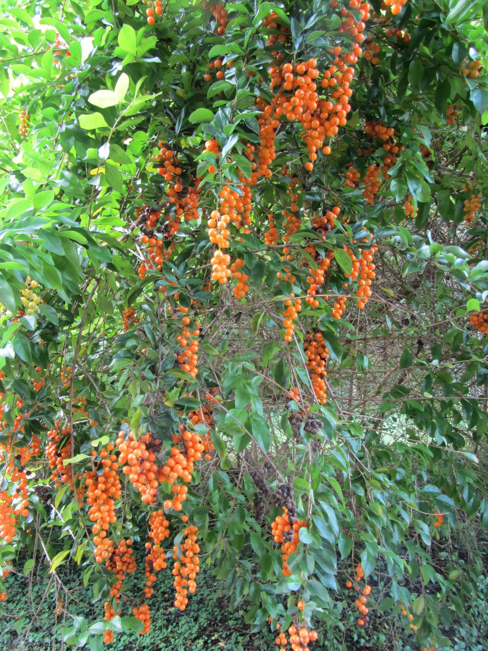 Sky Flower. Golden Dew-Drop (Duranta Erecta) — providing a striking contrast and adding to its common name 'Golden Dew-Drop'; shrub with blue blooms, image 86