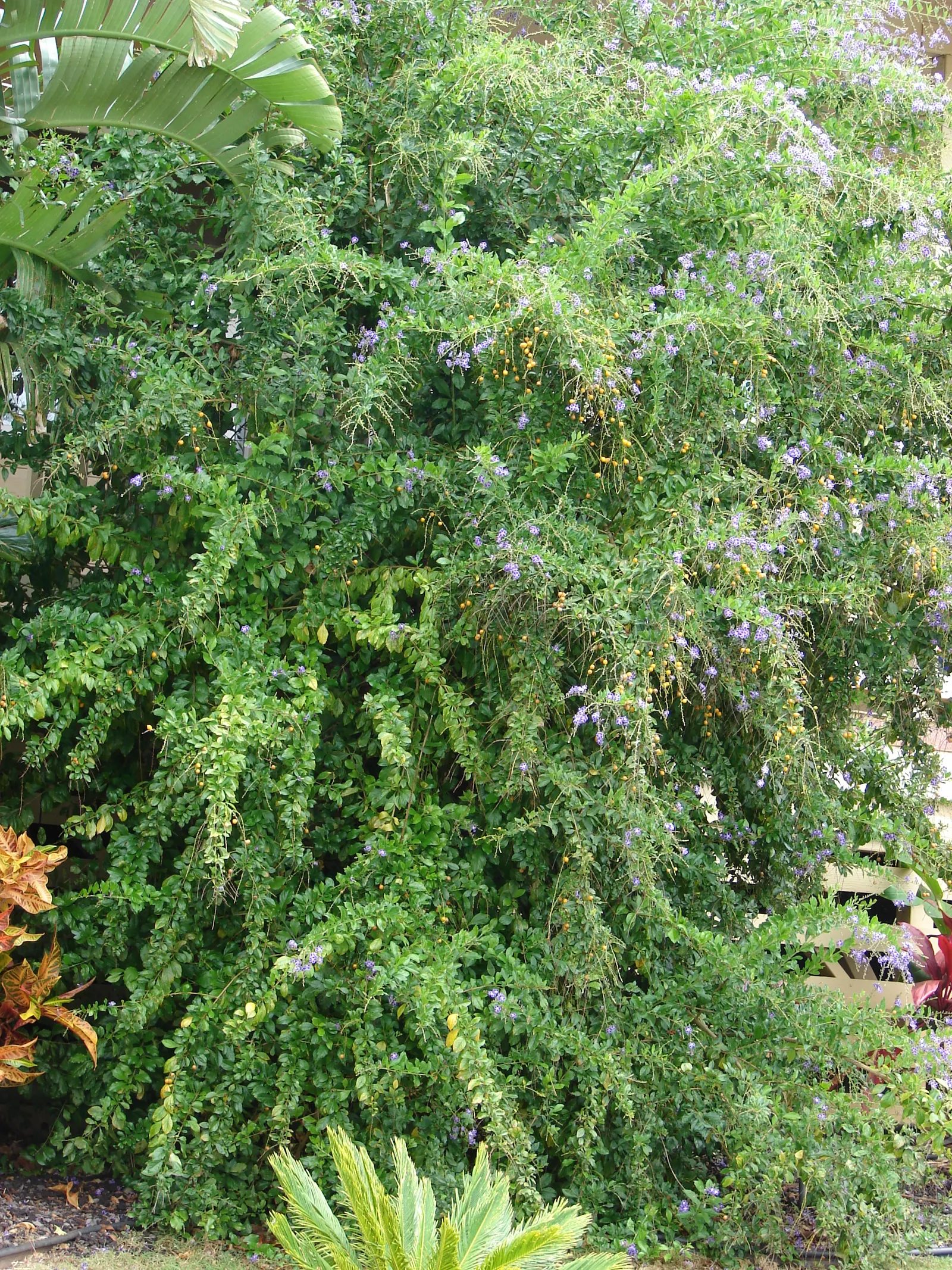Sky Flower. Golden Dew-Drop (Duranta Erecta) — Department of Agriculture plant hardiness zones 9 through 11; pruning is necessary to maintain the, image 130