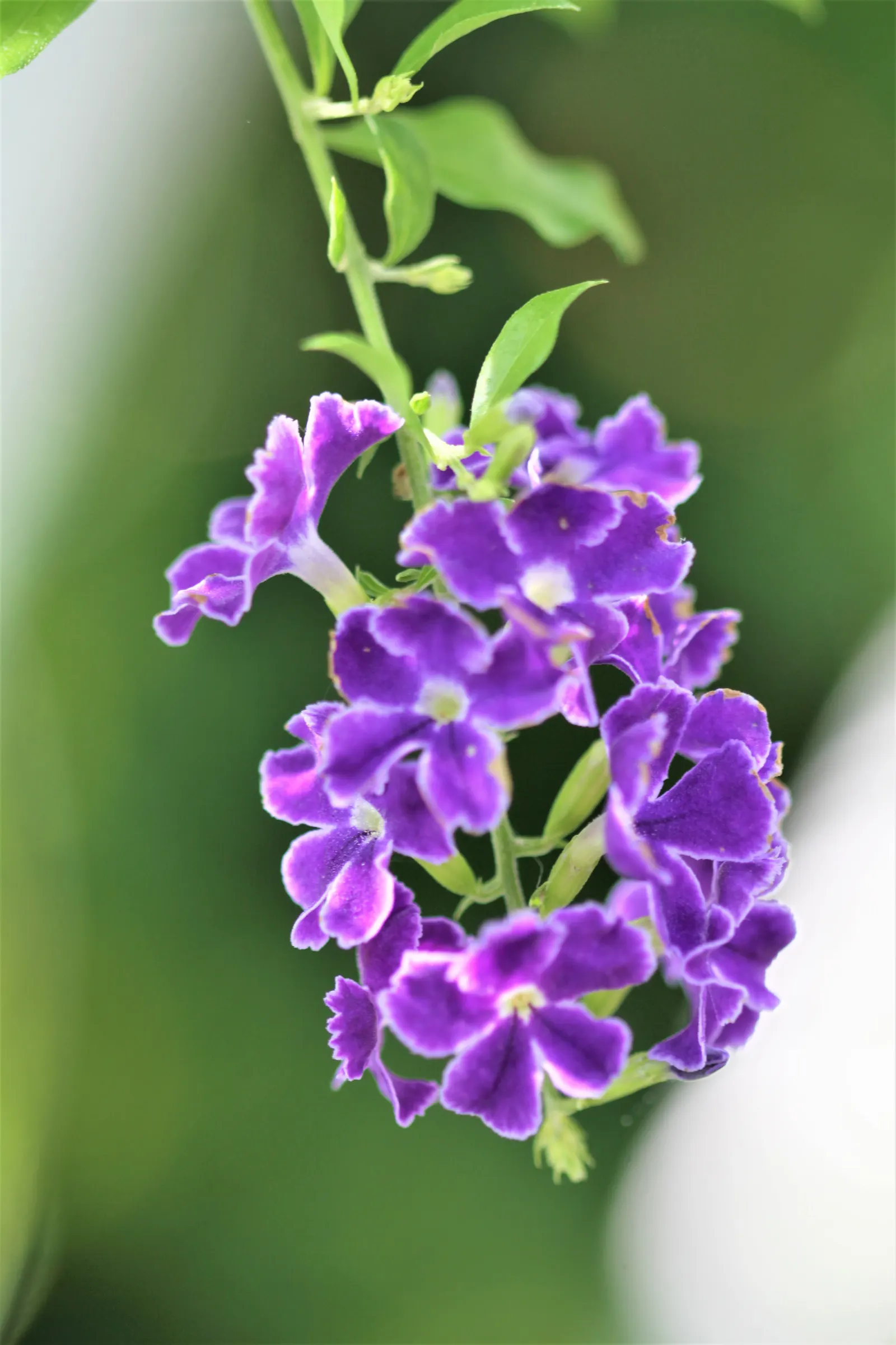 Sky Flower. Golden Dew-Drop (Duranta Erecta) — with its botanical name Duranta erecta; blue flowers in the garden