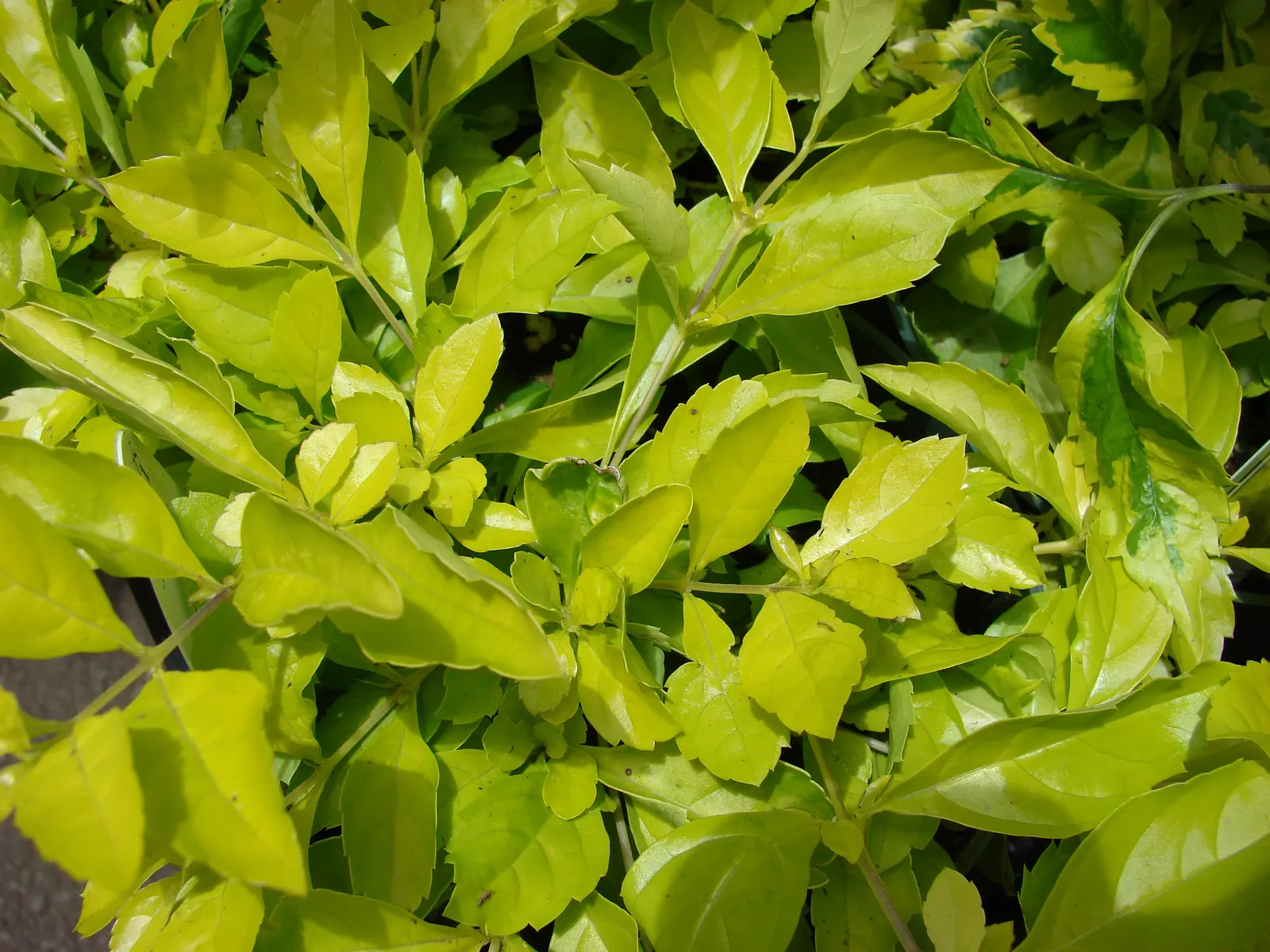 Sky Flower. Golden Dew-Drop (Duranta Erecta) — making it a low-maintenance option for a busy client; which is best done after the flowering season, image 137