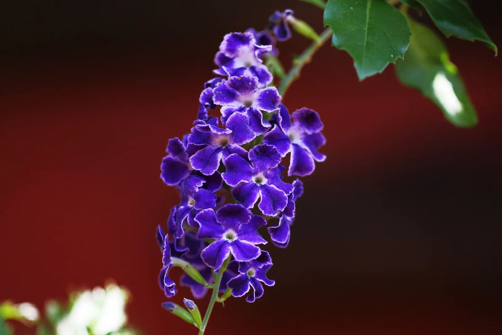 Sky Flower. Golden Dew-Drop (Duranta Erecta) — The Sky Flower's sculptural form and colorful presence ensure it is a standout feature in any garden, image 69