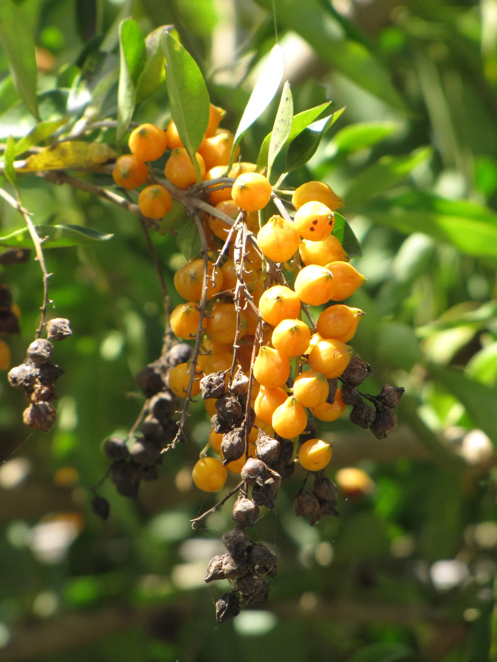 Sky Flower. Golden Dew-Drop (Duranta Erecta) — each bloom clusters gracefully along arching branches; native to the tropical regions of the, image 84