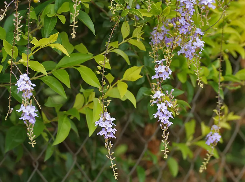 Sky Flower. Golden Dew-Drop (Duranta Erecta) — with its botanical name Duranta erecta