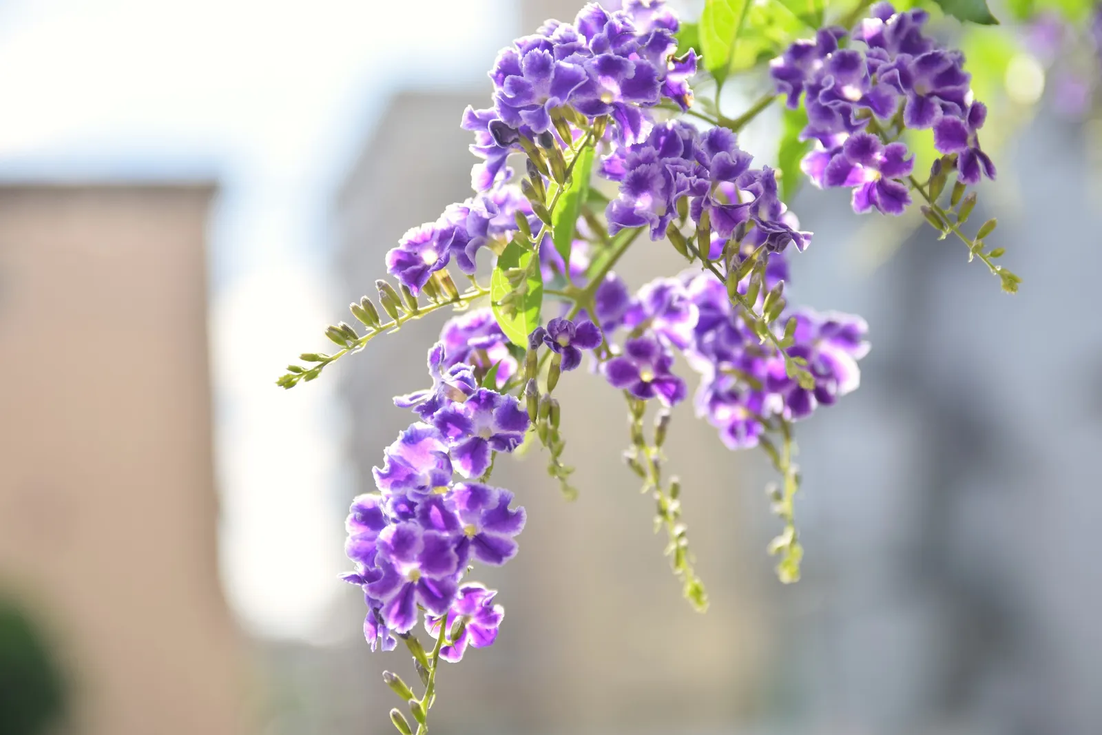 Sky Flower. Golden Dew-Drop (Duranta Erecta) — Department of Agriculture plant hardiness zones 9 through 11; pruning is necessary to maintain the, image 58
