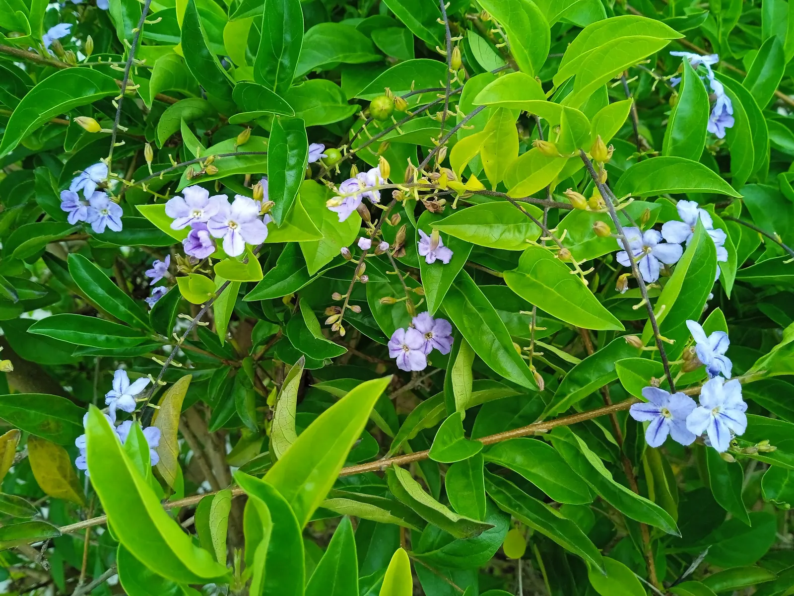 Sky Flower. Golden Dew-Drop (Duranta Erecta) — It requires full sun, well-drained soil, and regular watering; its resilience and fast growth rate, image 75