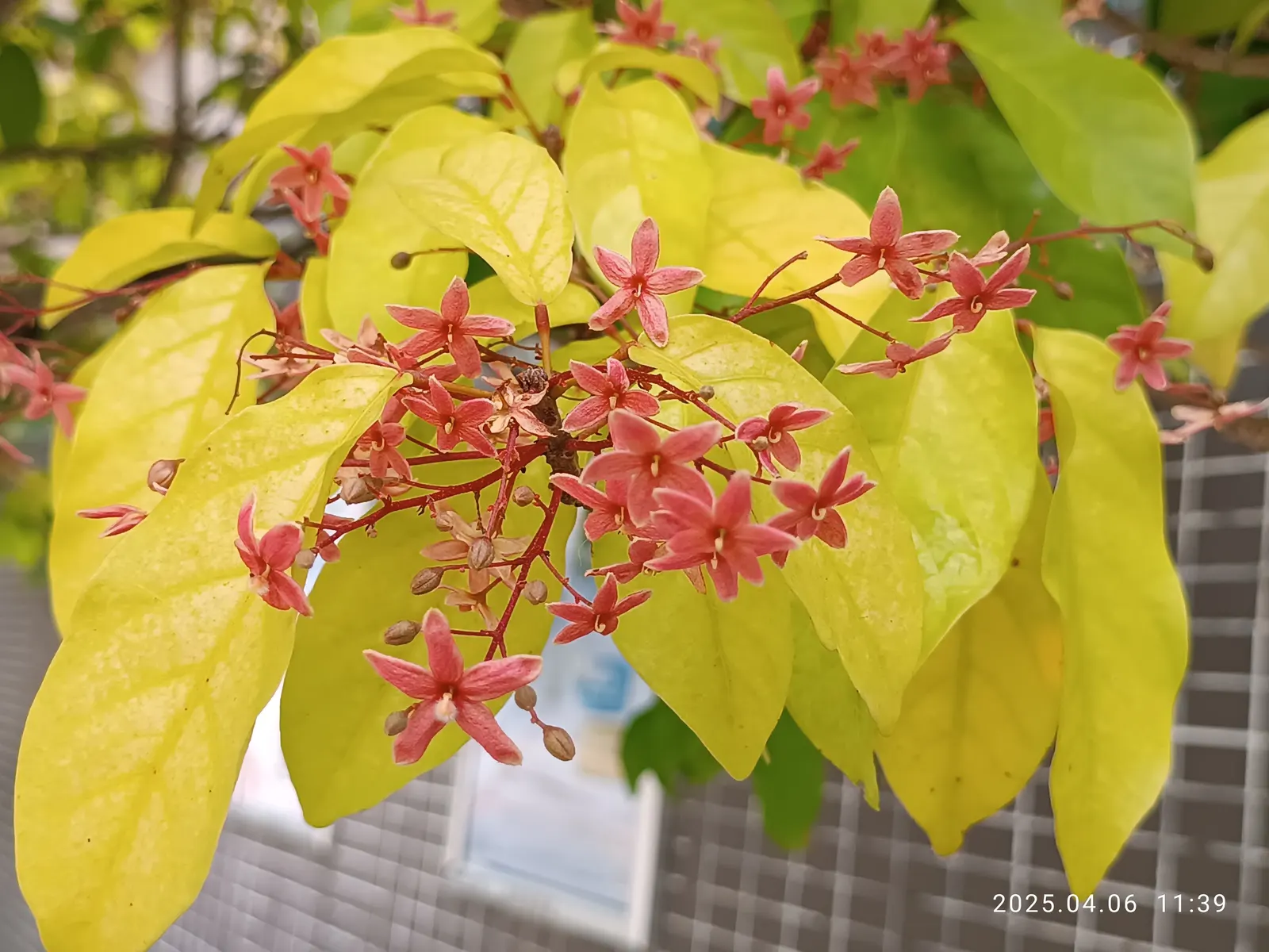 Sky Flower. Golden Dew-Drop (Duranta Erecta) — It requires full sun, well-drained soil, and regular watering; its resilience and fast growth rate, image 147
