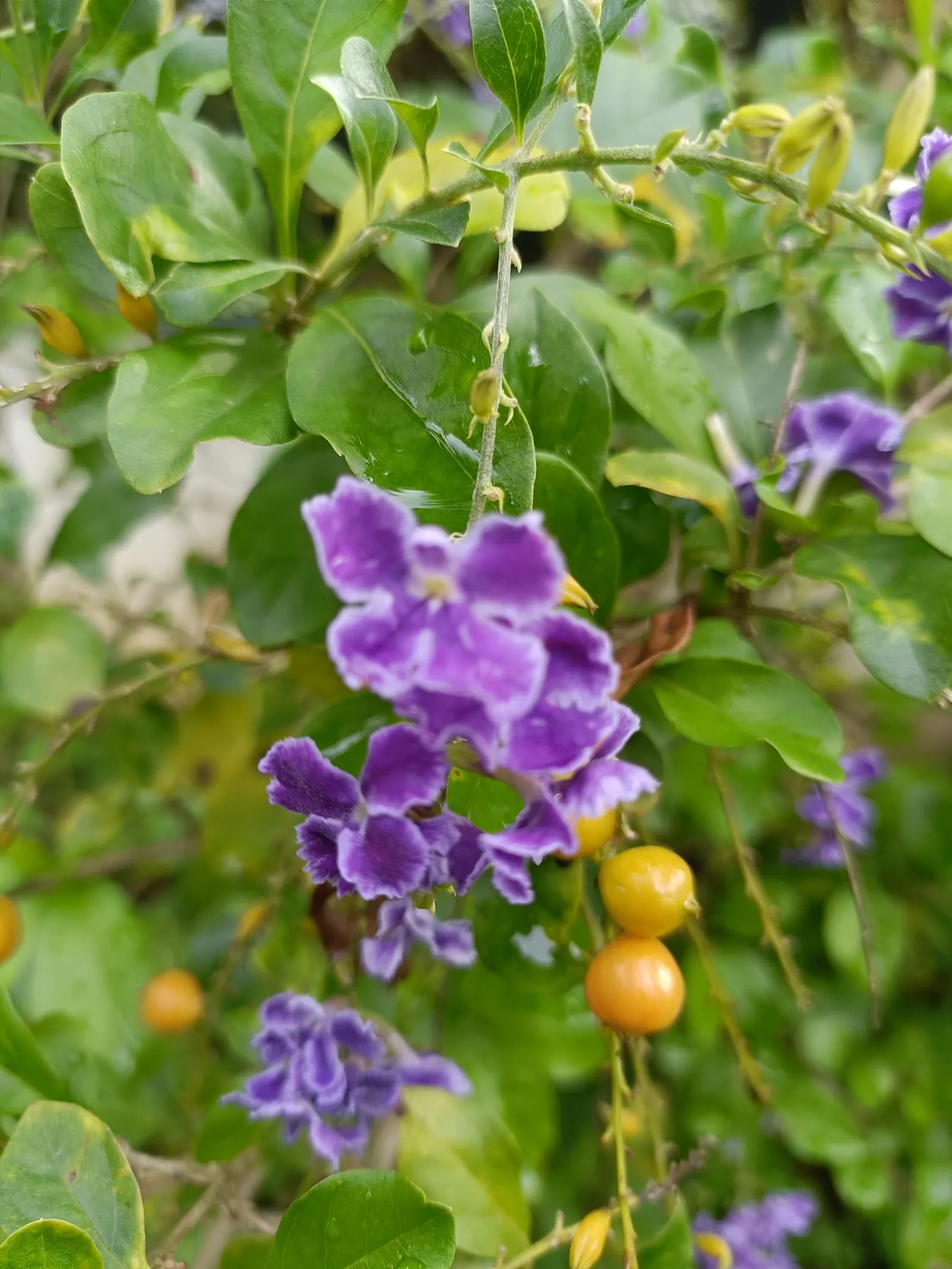Sky Flower. Golden Dew-Drop (Duranta Erecta) — Maturing at 4-6 ft tall, with a 3-4 ft spread, it thrives in USDA zones 9b-11; this lush species can, image 146