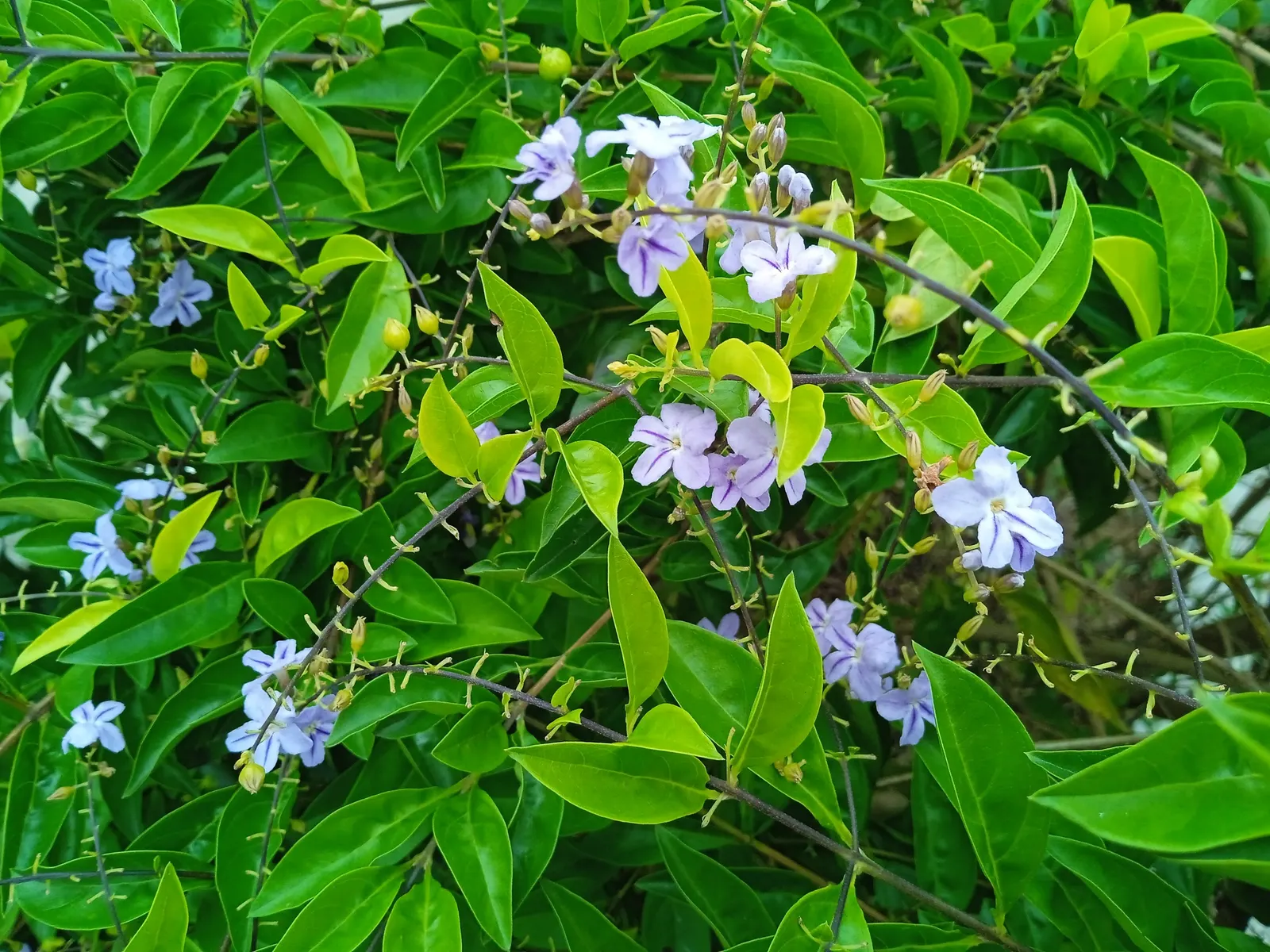 Sky Flower. Golden Dew-Drop (Duranta Erecta) — which is best done after the flowering season; making it a low-maintenance option for a busy client, image 116