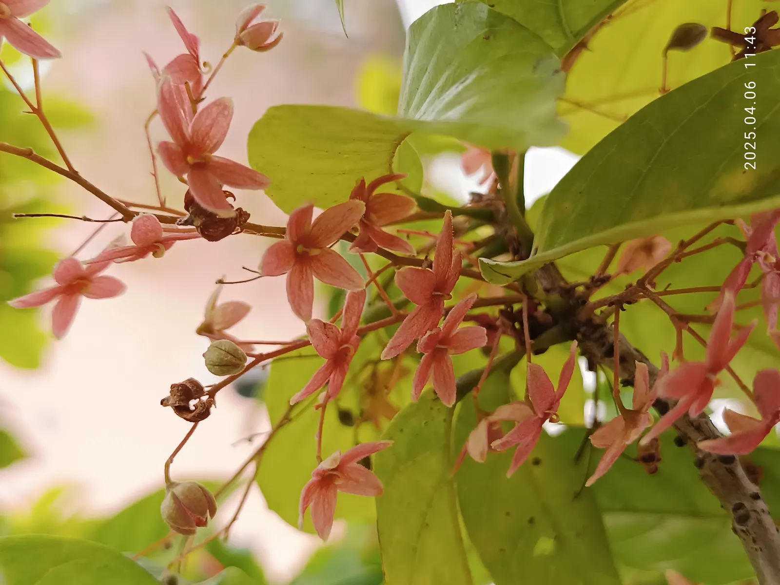 Sky Flower. Golden Dew-Drop (Duranta Erecta) — It tolerates a variety of soil types and is relatively drought-resistant once established; these, image 88