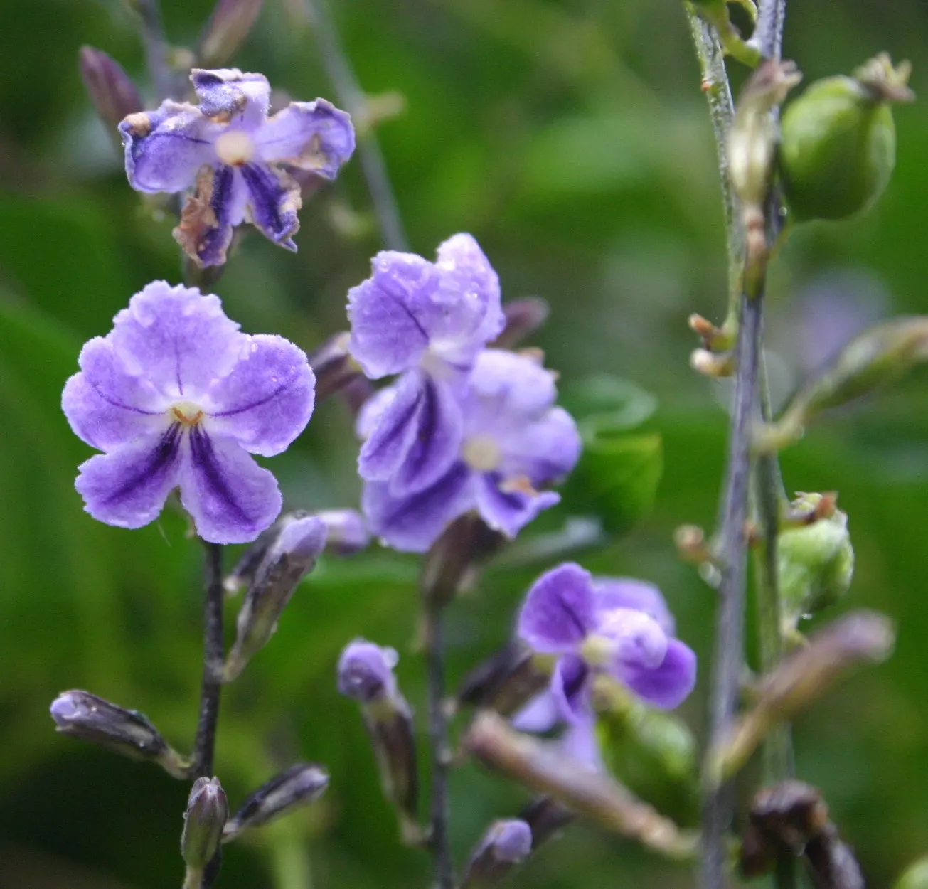Sky Flower. Golden Dew-Drop (Duranta Erecta) — It tolerates a variety of soil types and is relatively drought-resistant once established; these, image 64