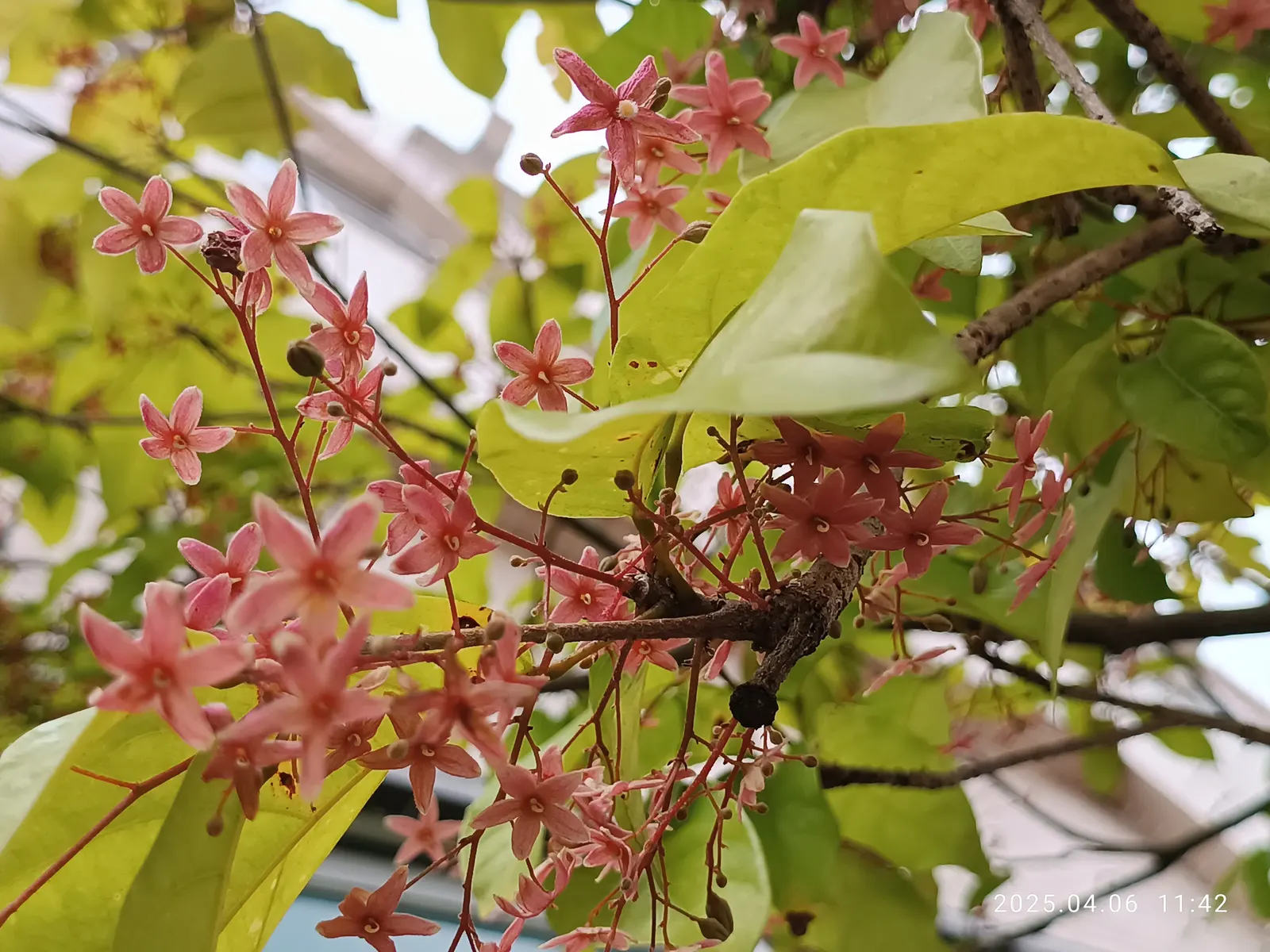 Sky Flower. Golden Dew-Drop (Duranta Erecta) — The attractive foliage contrasts beautifully against its cascading floral displays; evergreen shrub that