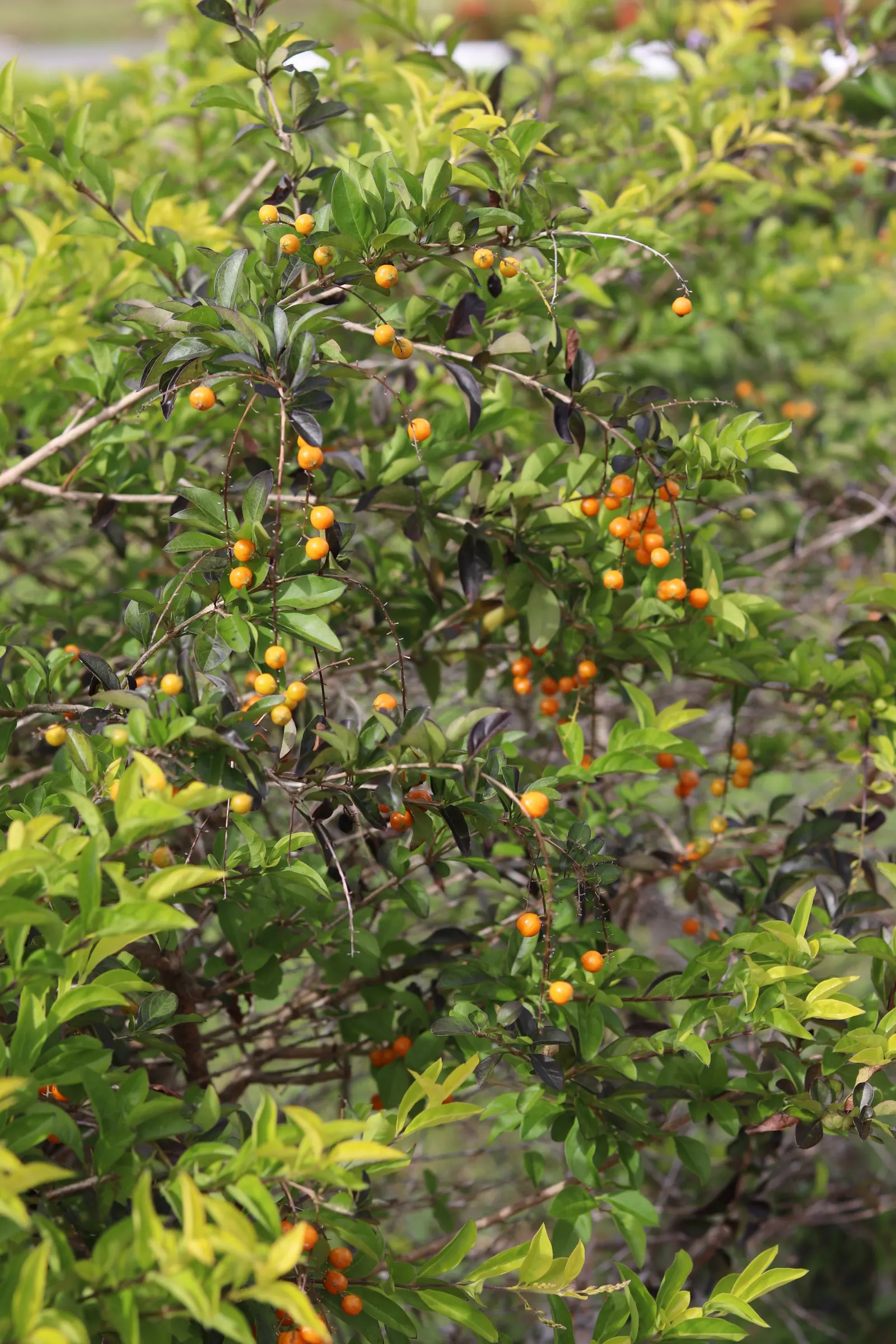 Sky Flower. Golden Dew-Drop (Duranta Erecta) — It requires full sun, well-drained soil, and regular watering; its resilience and fast growth rate, image 123