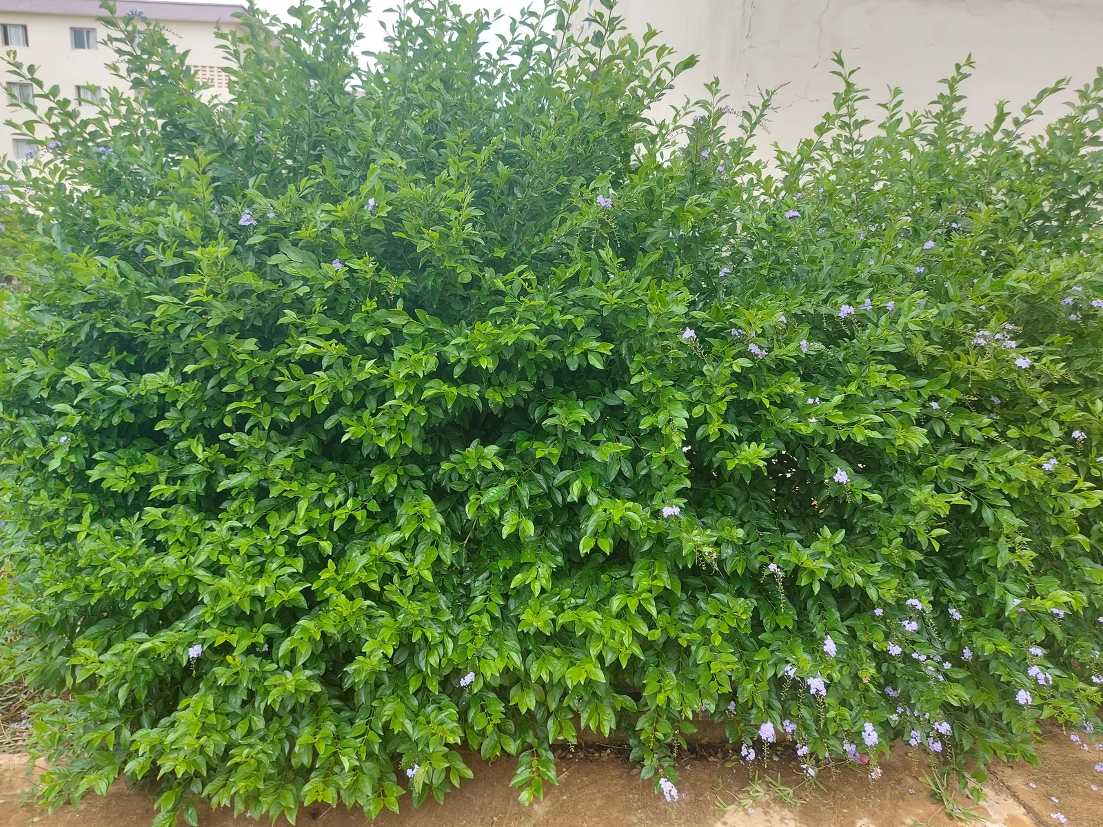Sky Flower. Golden Dew-Drop (Duranta Erecta) — The attractive foliage contrasts beautifully against its cascading floral displays; evergreen shrub, image 53