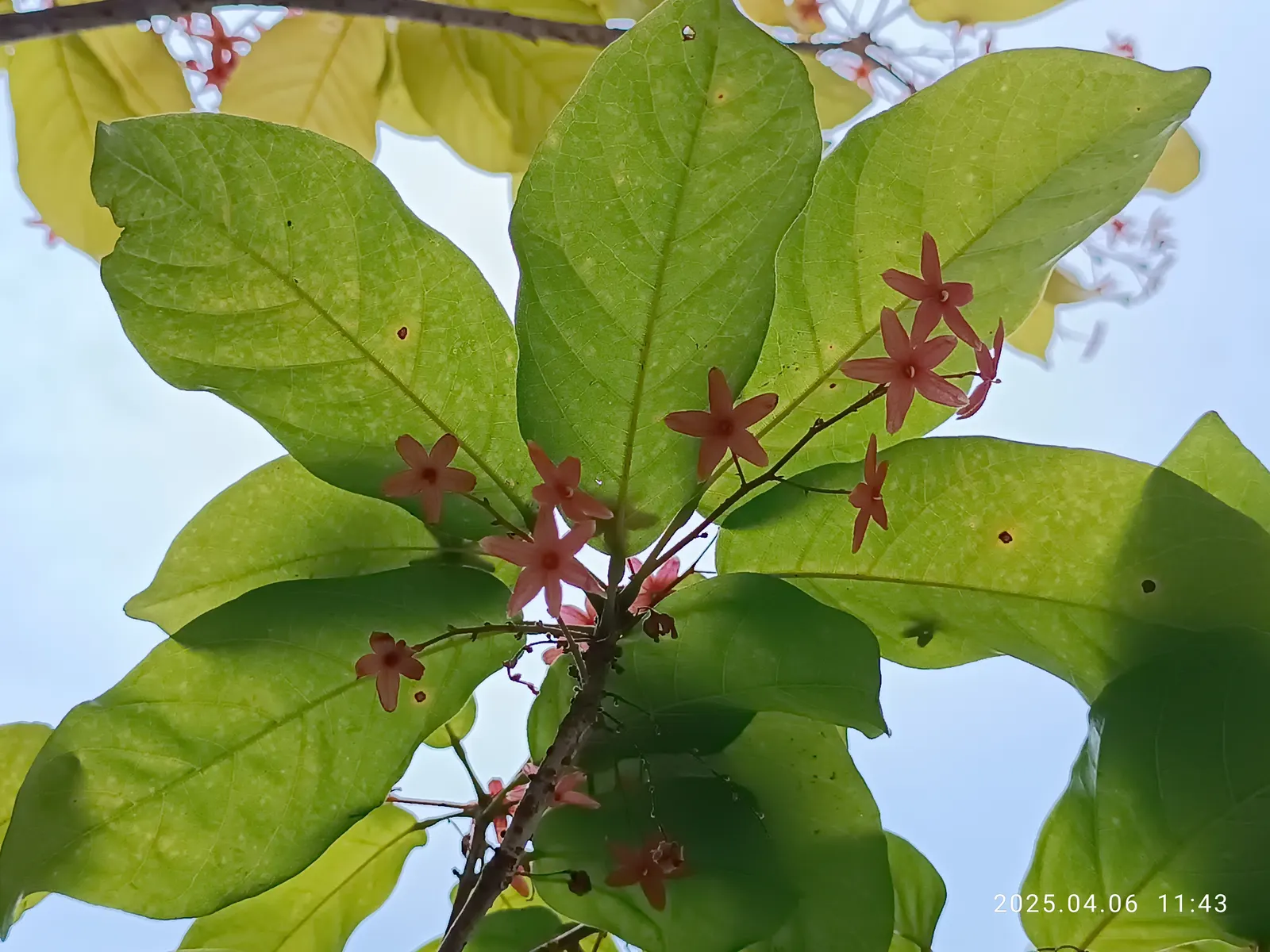 Sky Flower. Golden Dew-Drop (Duranta Erecta) — should be noted as toxic if ingested; a striking choice for any design, image 111