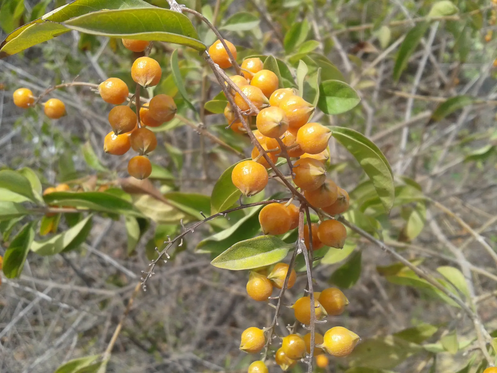 Sky Flower. Golden Dew-Drop (Duranta Erecta) — The Sky Flower's sculptural form and colorful presence ensure it is a standout feature in any garden design