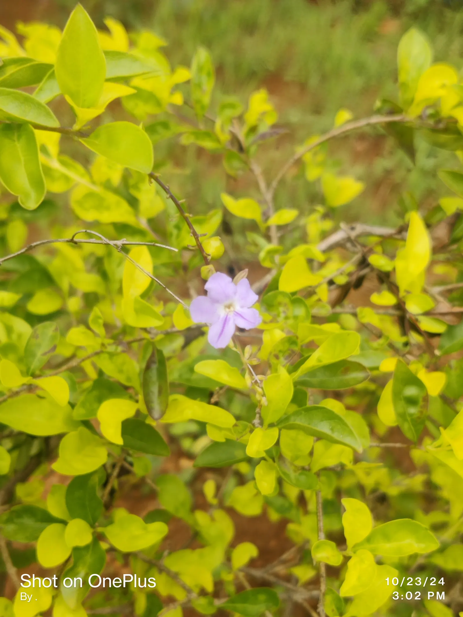 Sky Flower. Golden Dew-Drop (Duranta Erecta) — shrub for full; the Sky Flower's sculptural form and colorful presence ensure it is a standout, image 72