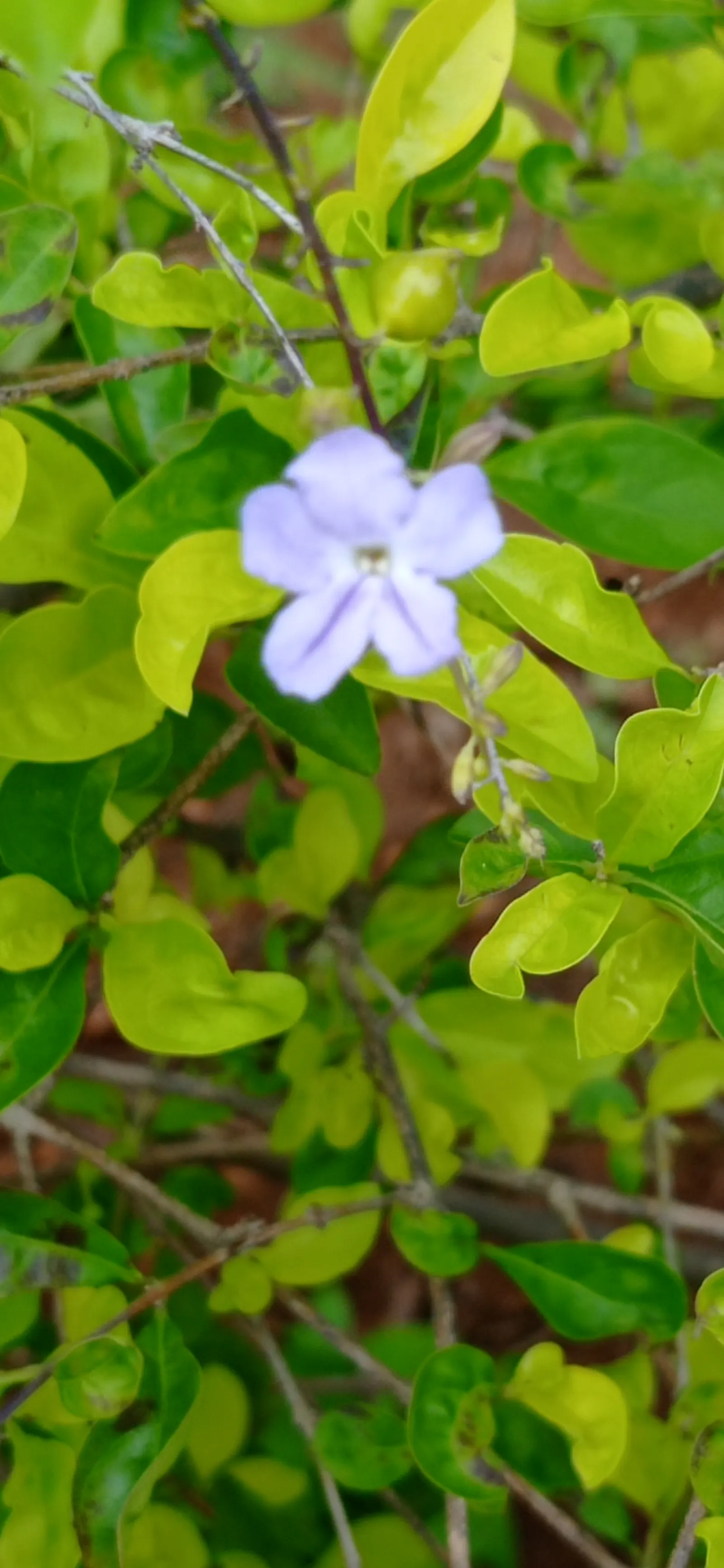 Sky Flower. Golden Dew-Drop (Duranta Erecta) — Pruning is necessary to maintain the desired shape and promote denser foliage; department of, image 91