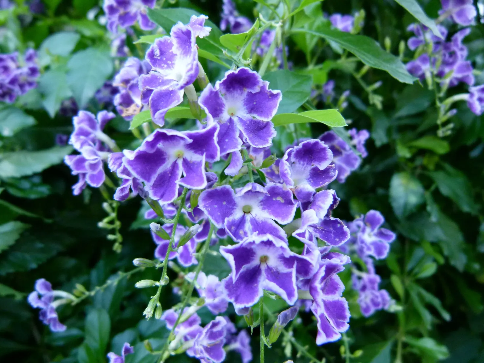 Sky Flower. Golden Dew-Drop (Duranta Erecta) — providing a striking contrast and adding to its common name 'Golden Dew-Drop'