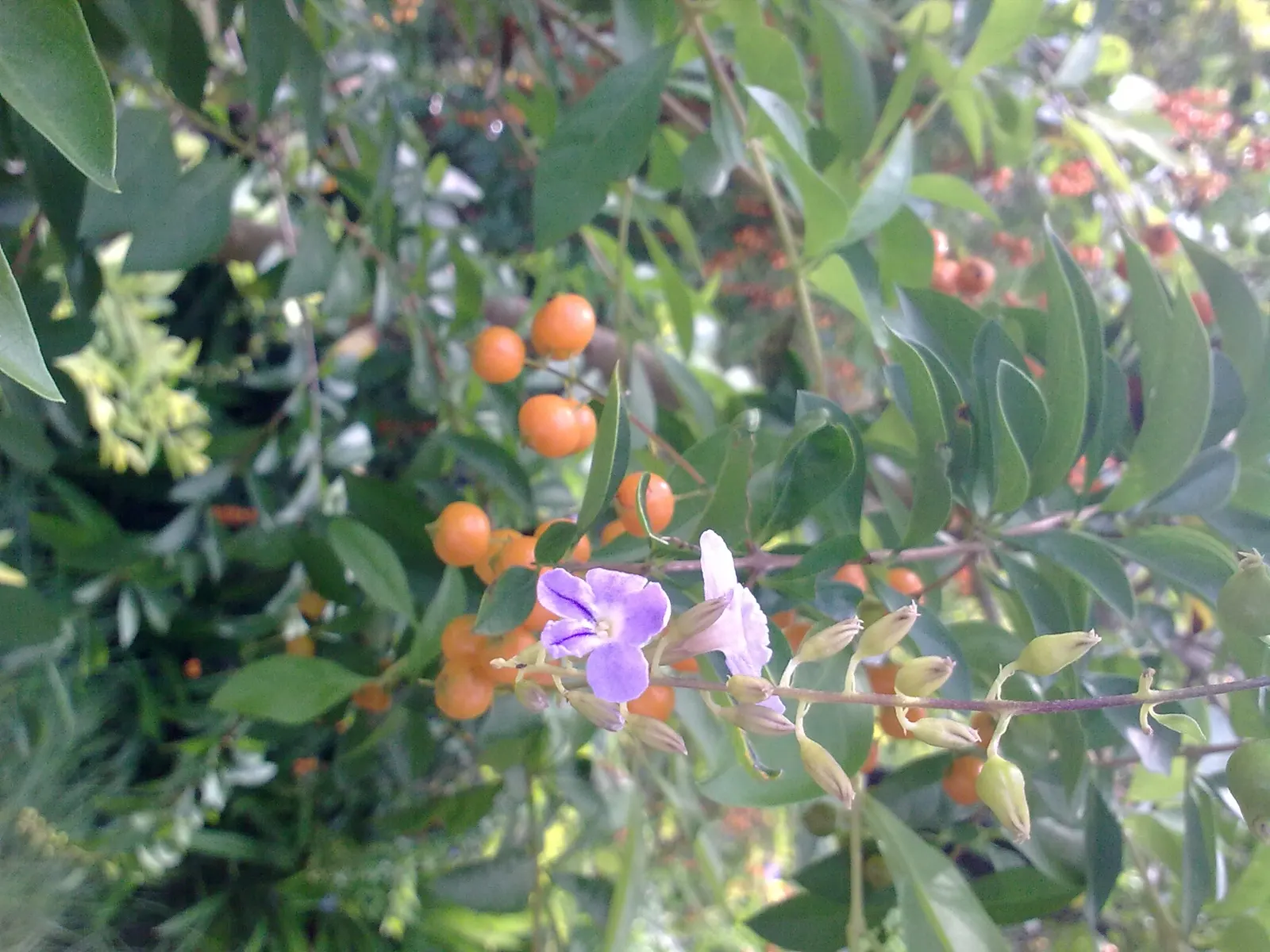 Sky Flower. Golden Dew-Drop (Duranta Erecta) — making it a low-maintenance option for a busy client; which is best done after the flowering season, image 65
