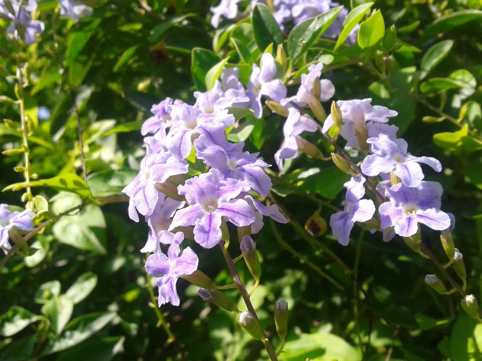 Sky Flower. Golden Dew-Drop (Duranta Erecta) — These blossoms are a magnet for butterflies and hummingbirds, breathing life into the garden; it tolerates a