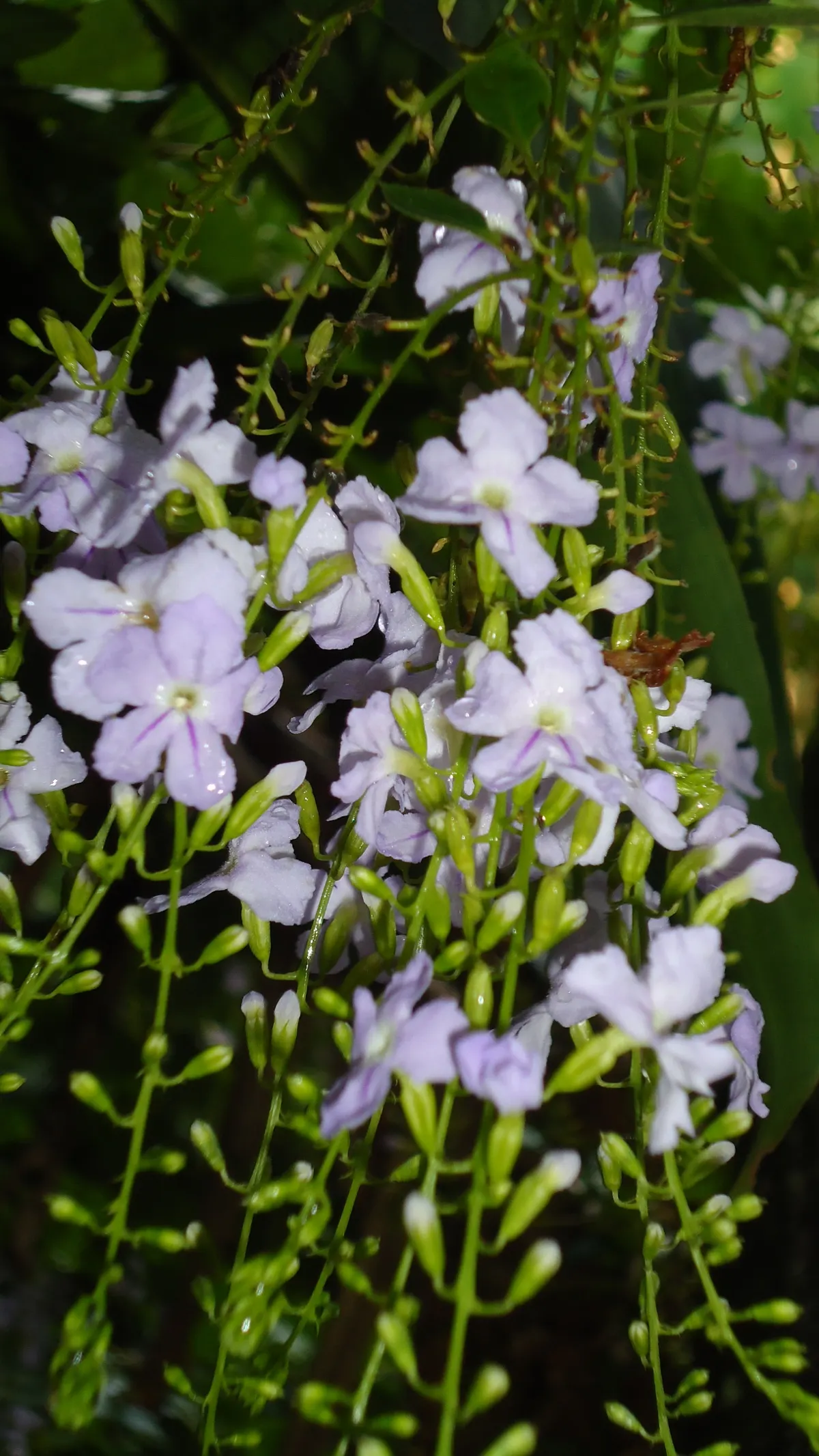 Sky Flower. Golden Dew-Drop (Duranta Erecta) — which is best done after the flowering season; making it a low-maintenance option for a busy client, image 68