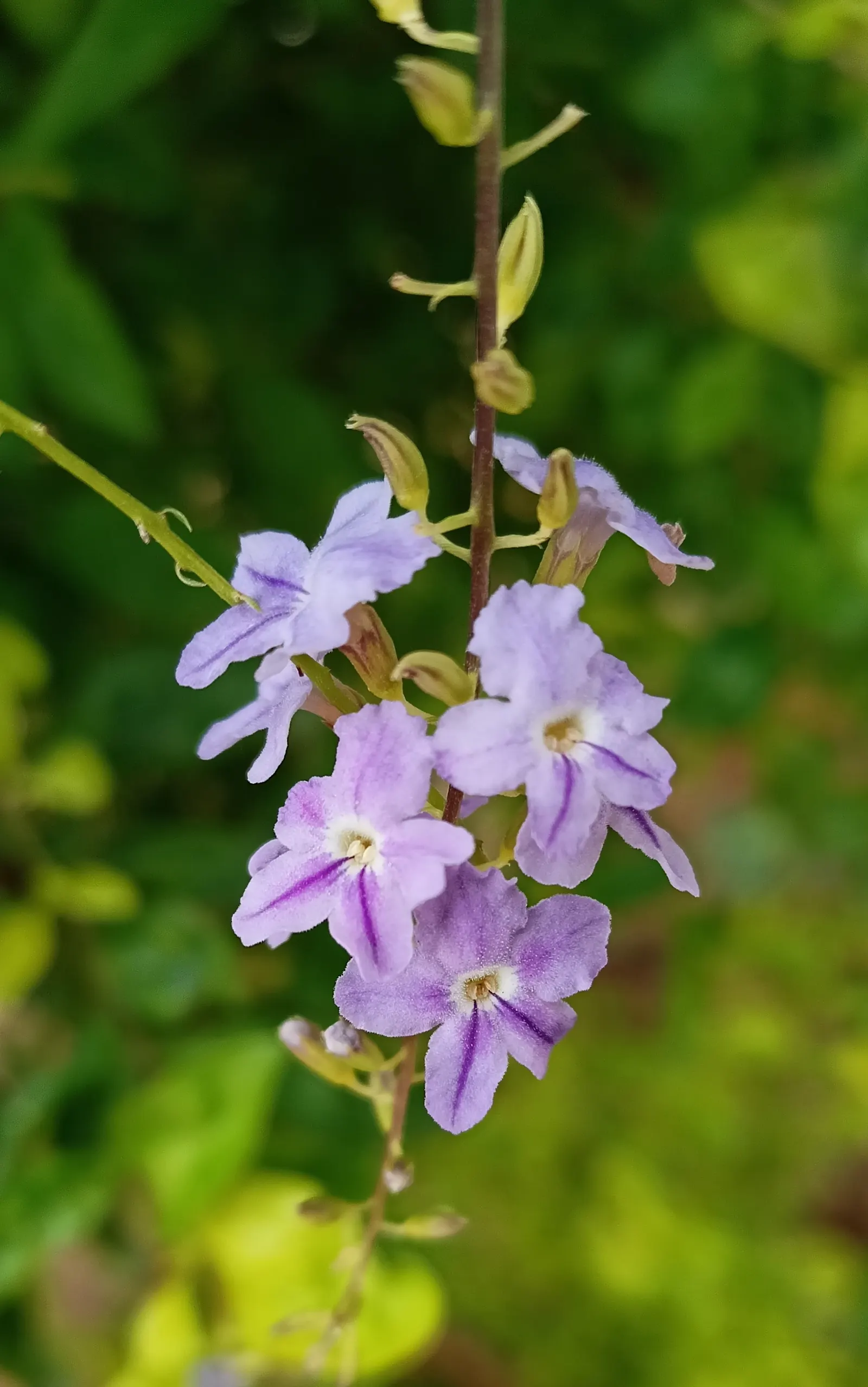Sky Flower. Golden Dew-Drop (Duranta Erecta) — with its botanical name Duranta erecta; blue flowers in the garden, image 79