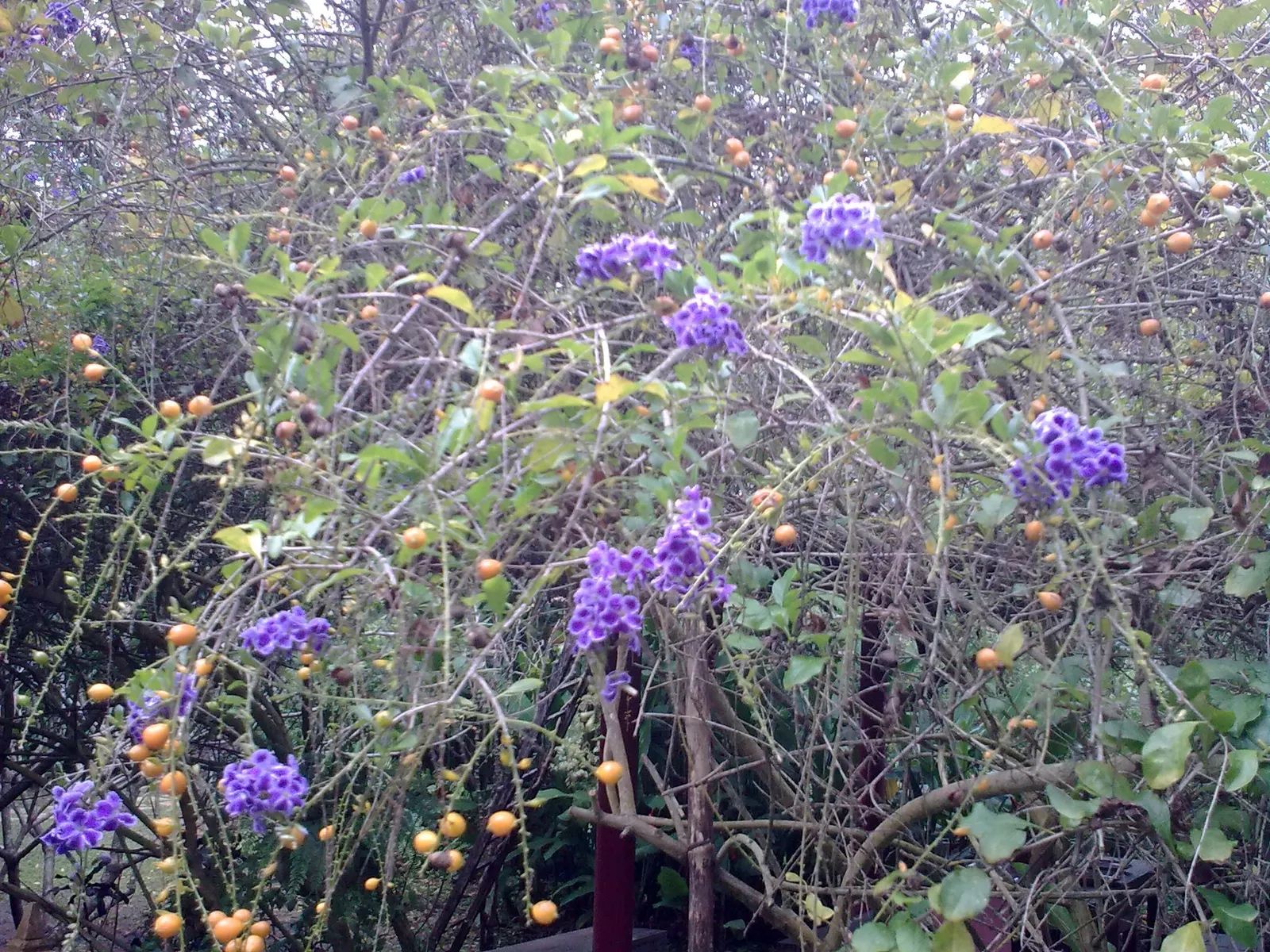 Sky Flower. Golden Dew-Drop (Duranta Erecta) — a striking choice for any design; should be noted as toxic if ingested, image 78