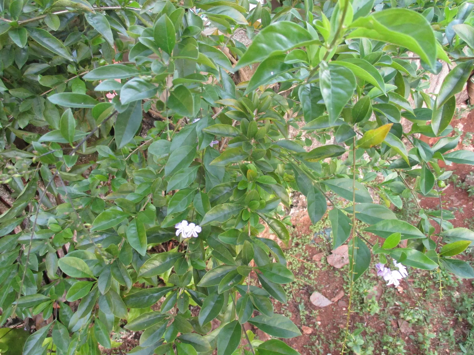 Sky Flower. Golden Dew-Drop (Duranta Erecta) — evergreen shrub that introduces dynamic visual interest to any landscape