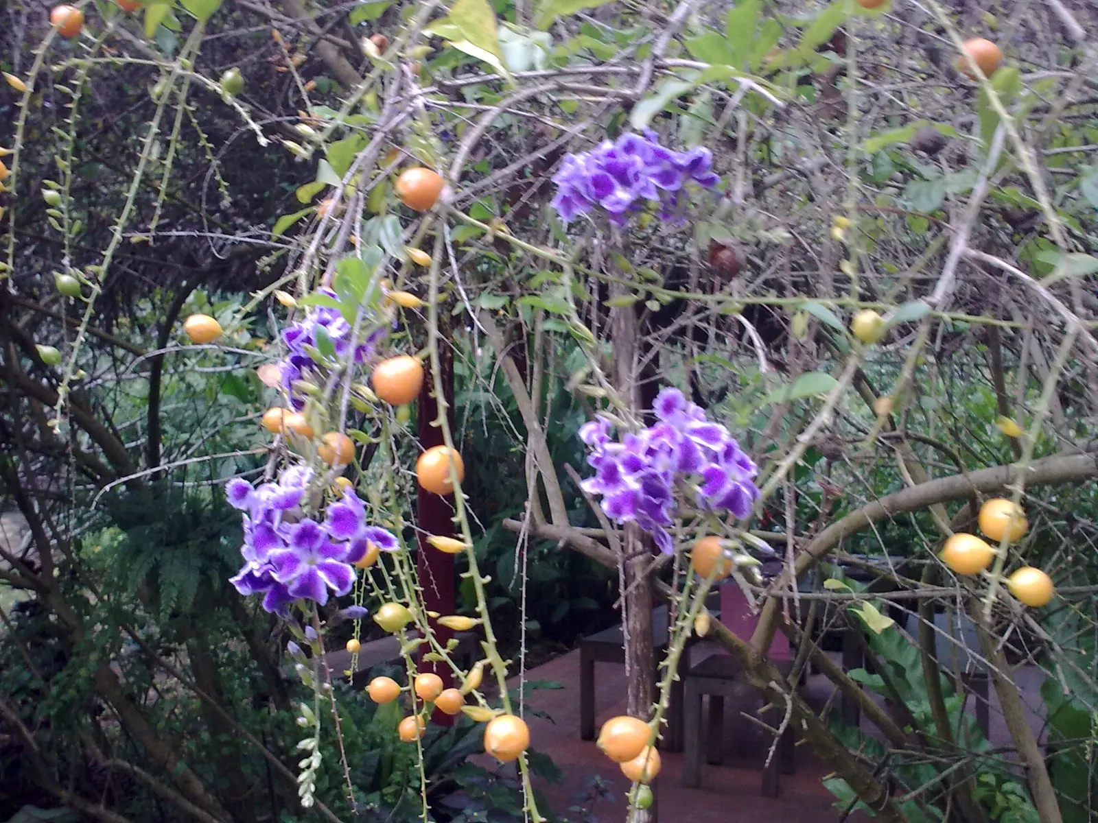 Sky Flower. Golden Dew-Drop (Duranta Erecta) — Department of Agriculture plant hardiness zones 9 through 11