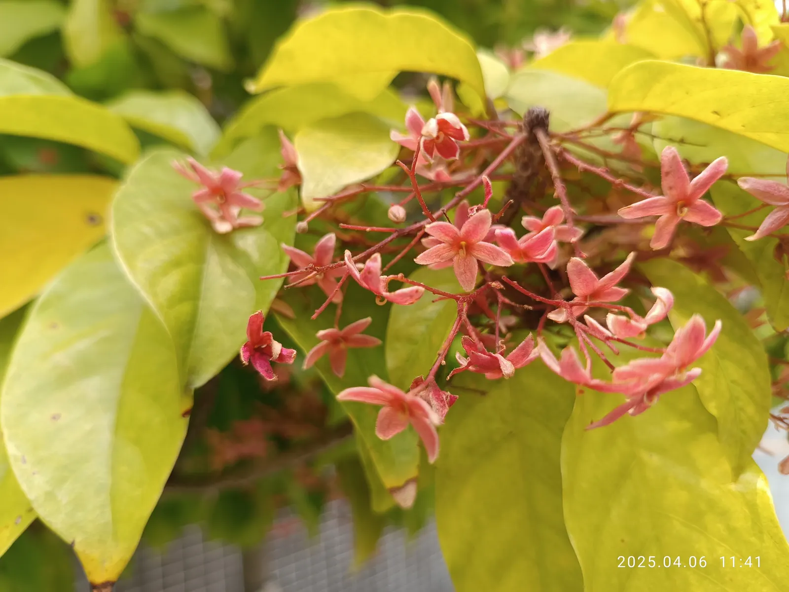 Sky Flower. Golden Dew-Drop (Duranta Erecta) — evergreen shrub that introduces dynamic visual interest to any landscape; the attractive foliage contrasts