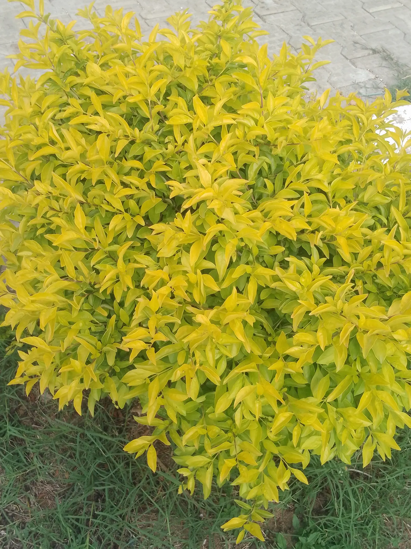 Sky Flower. Golden Dew-Drop (Duranta Erecta) — Native to the tropical regions of the Americas, it thrives in U.S; each bloom clusters gracefully, image 129