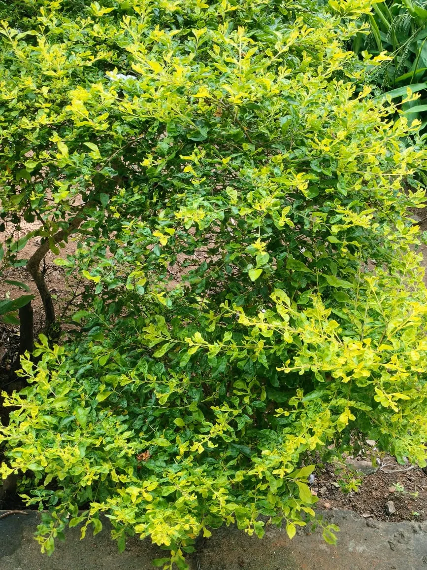 Sky Flower. Golden Dew-Drop (Duranta Erecta) — blue flowers in the garden; with its botanical name Duranta erecta