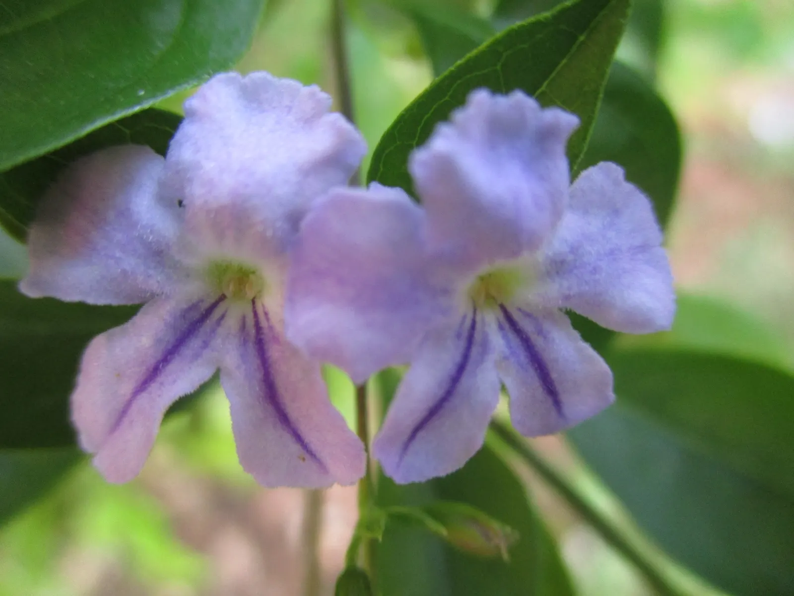 Sky Flower. Golden Dew-Drop (Duranta Erecta) — evergreen shrub that introduces dynamic visual interest to any landscape; the attractive foliage, image 128