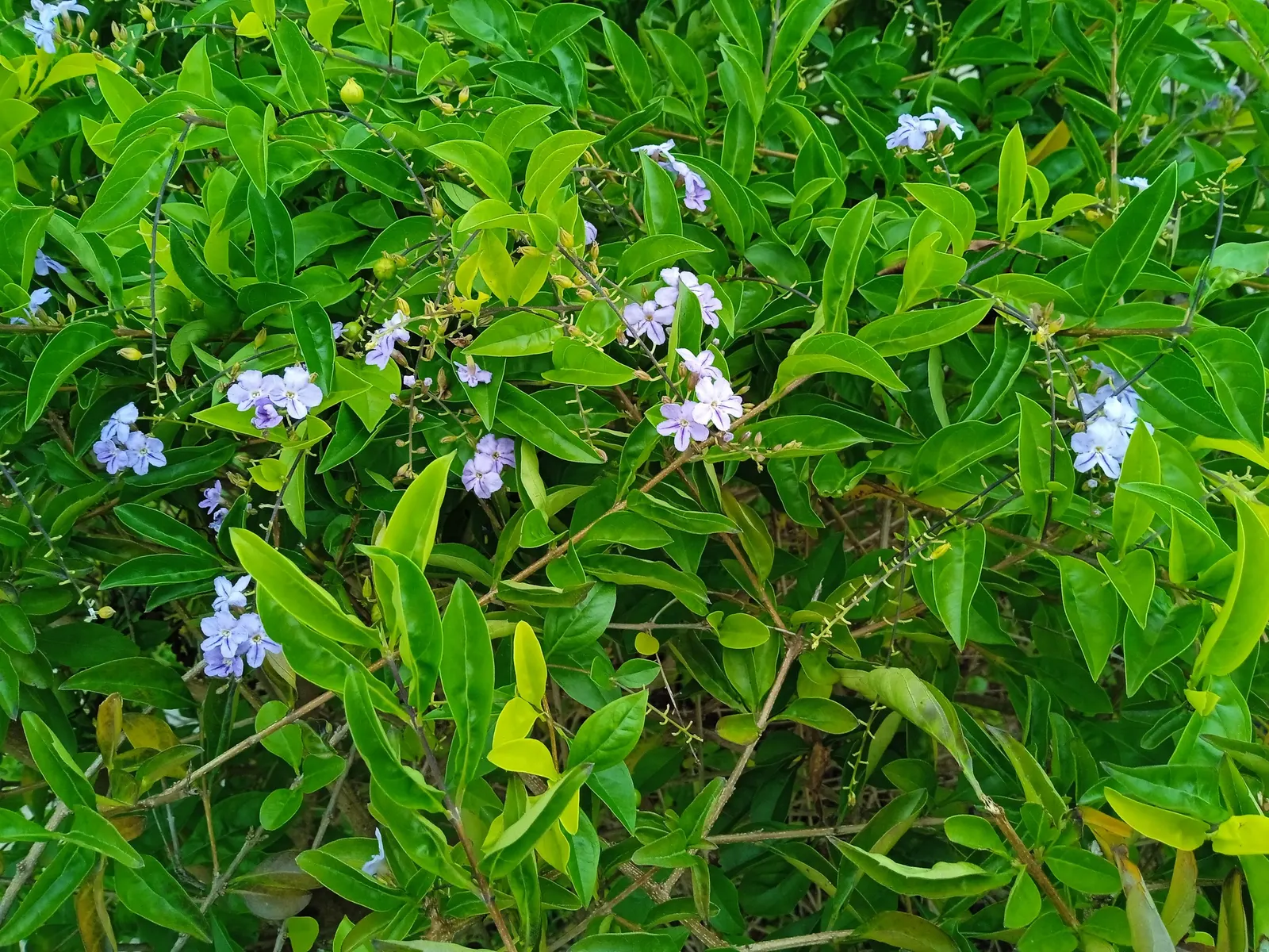 Sky Flower. Golden Dew-Drop (Duranta Erecta) — evergreen shrub that introduces dynamic visual interest to any landscape; the attractive foliage, image 104