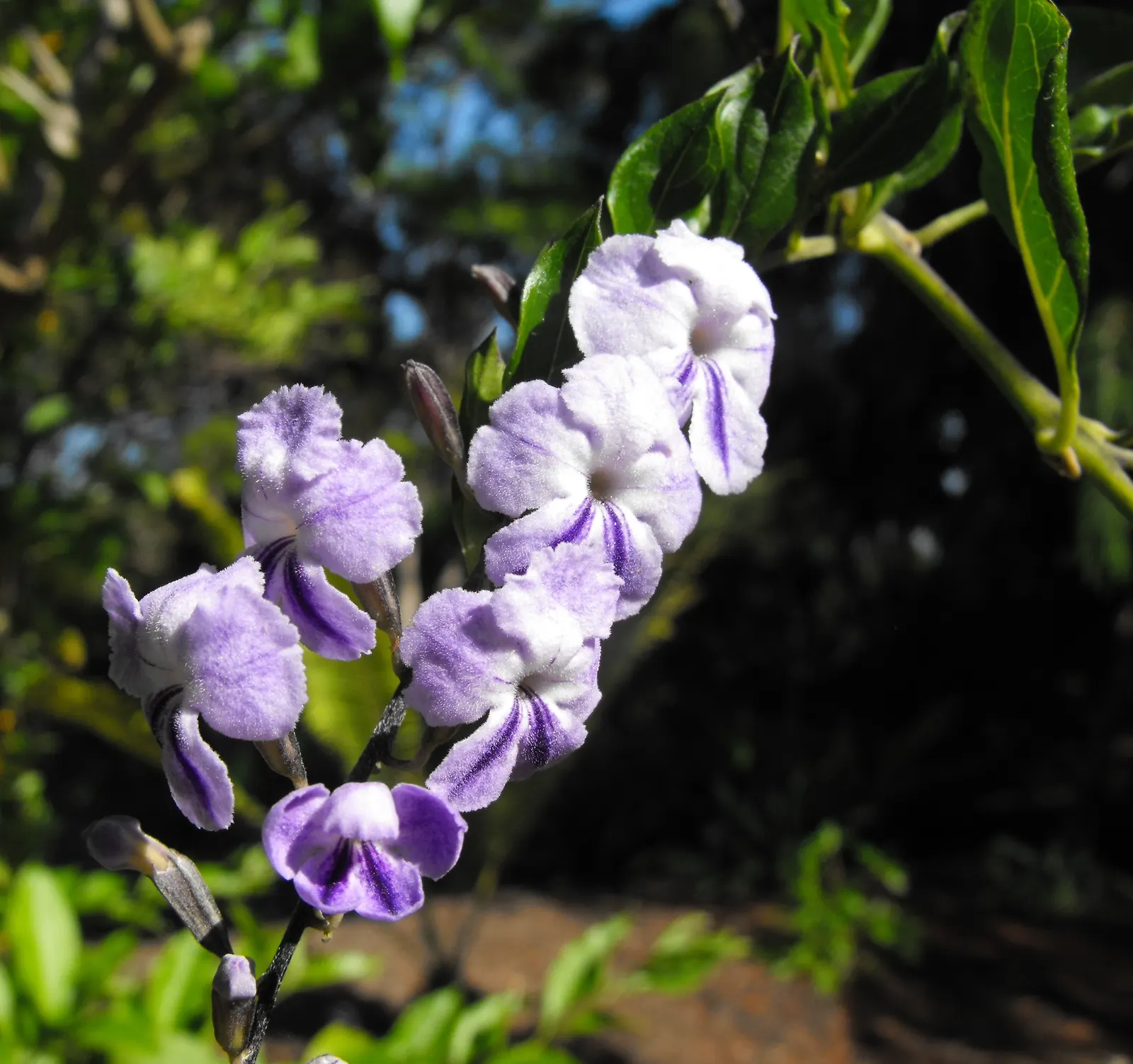 Sky Flower. Golden Dew-Drop (Duranta Erecta) — Pruning is necessary to maintain the desired shape and promote denser foliage