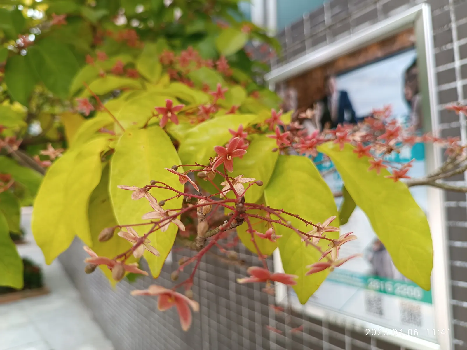 Sky Flower. Golden Dew-Drop (Duranta Erecta) — The attractive foliage contrasts beautifully against its cascading floral displays; evergreen shrub, image 125