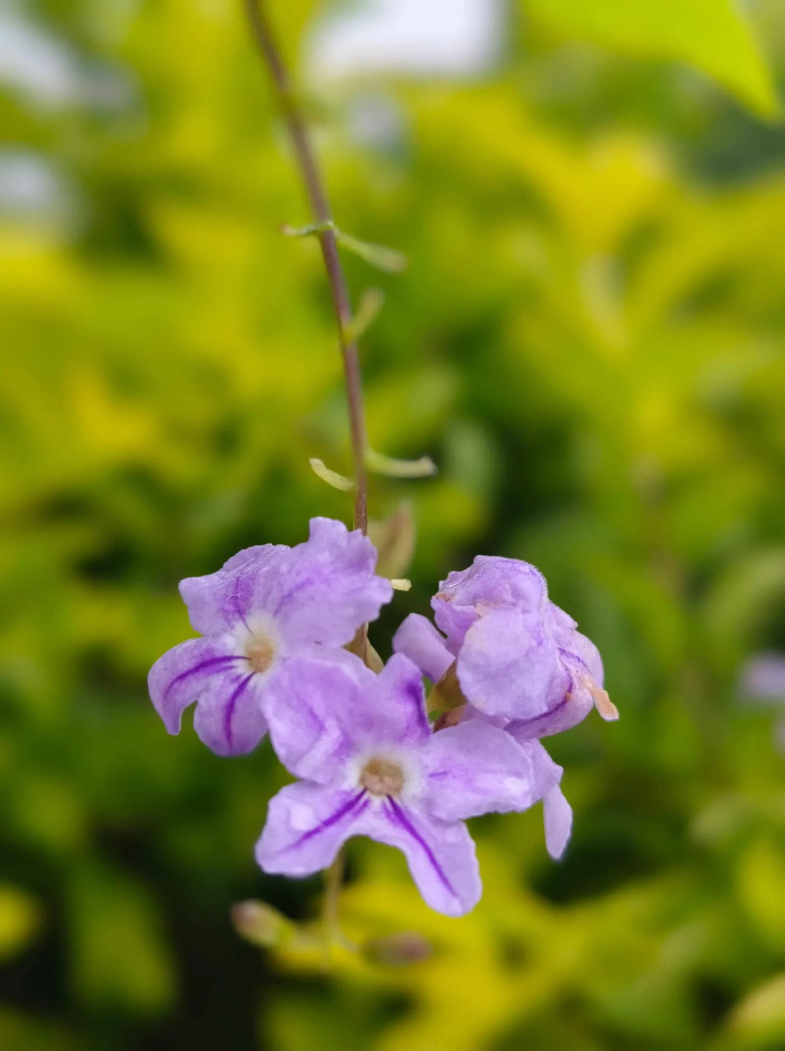 Sky Flower. Golden Dew-Drop (Duranta Erecta) — evergreen shrub renowned for vibrant purple-blue flowers and yellow fruit clusters; ideal for hedges, image 49