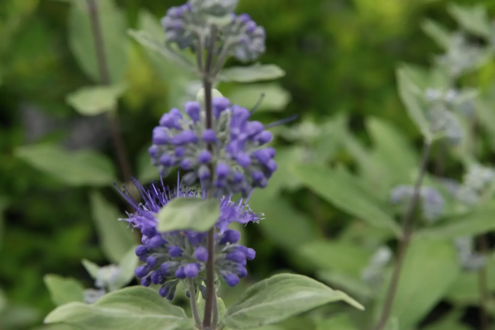 Blue Mist Shrub, Blue Beard (Caryopteris X Clandonensis) — it attracts pollinators while providing a splash of color when many other plants fade