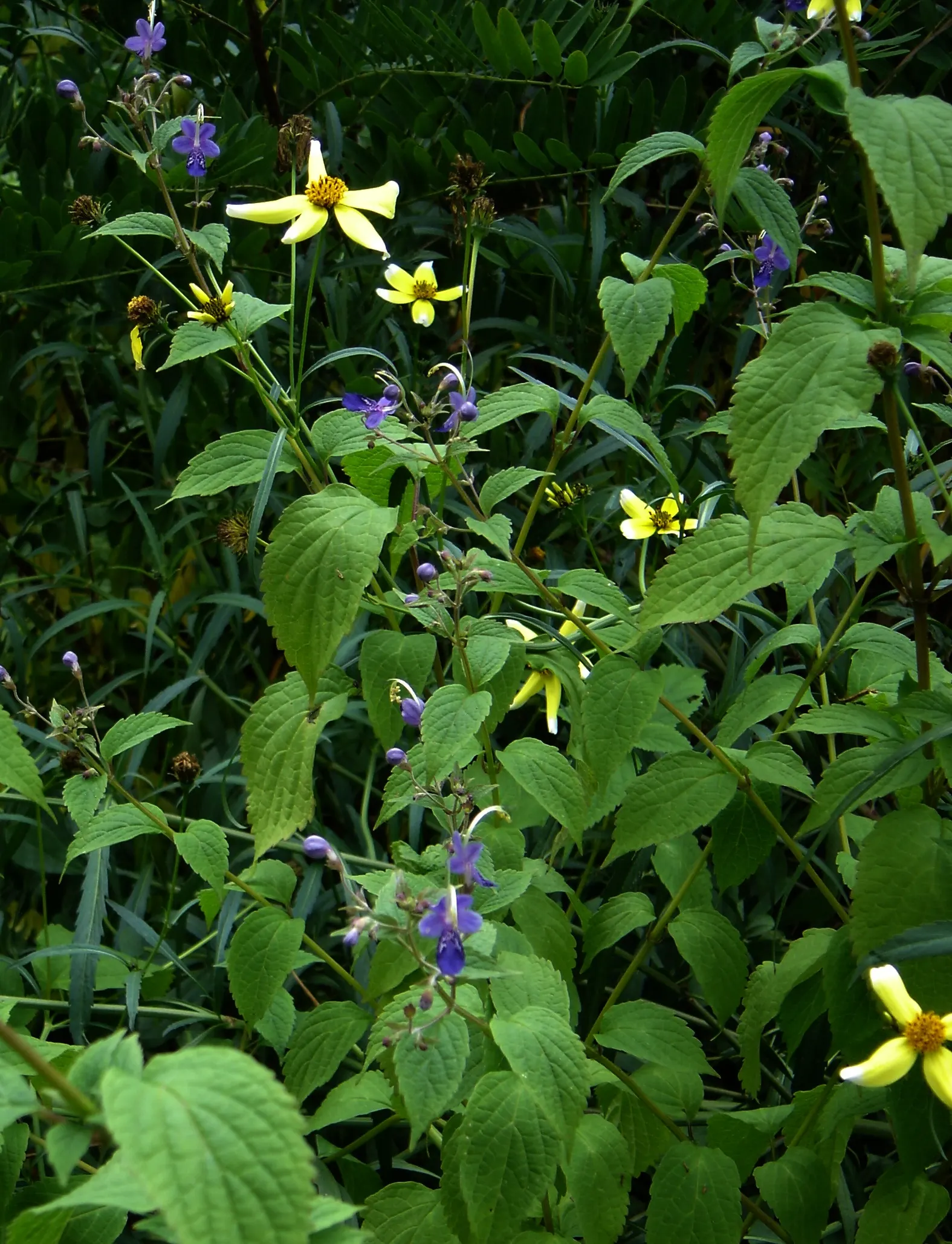 Blue Mist Shrub, Blue Beard (Caryopteris X Clandonensis) — Blue Mist Shrub (Caryopteris x clandonensis)