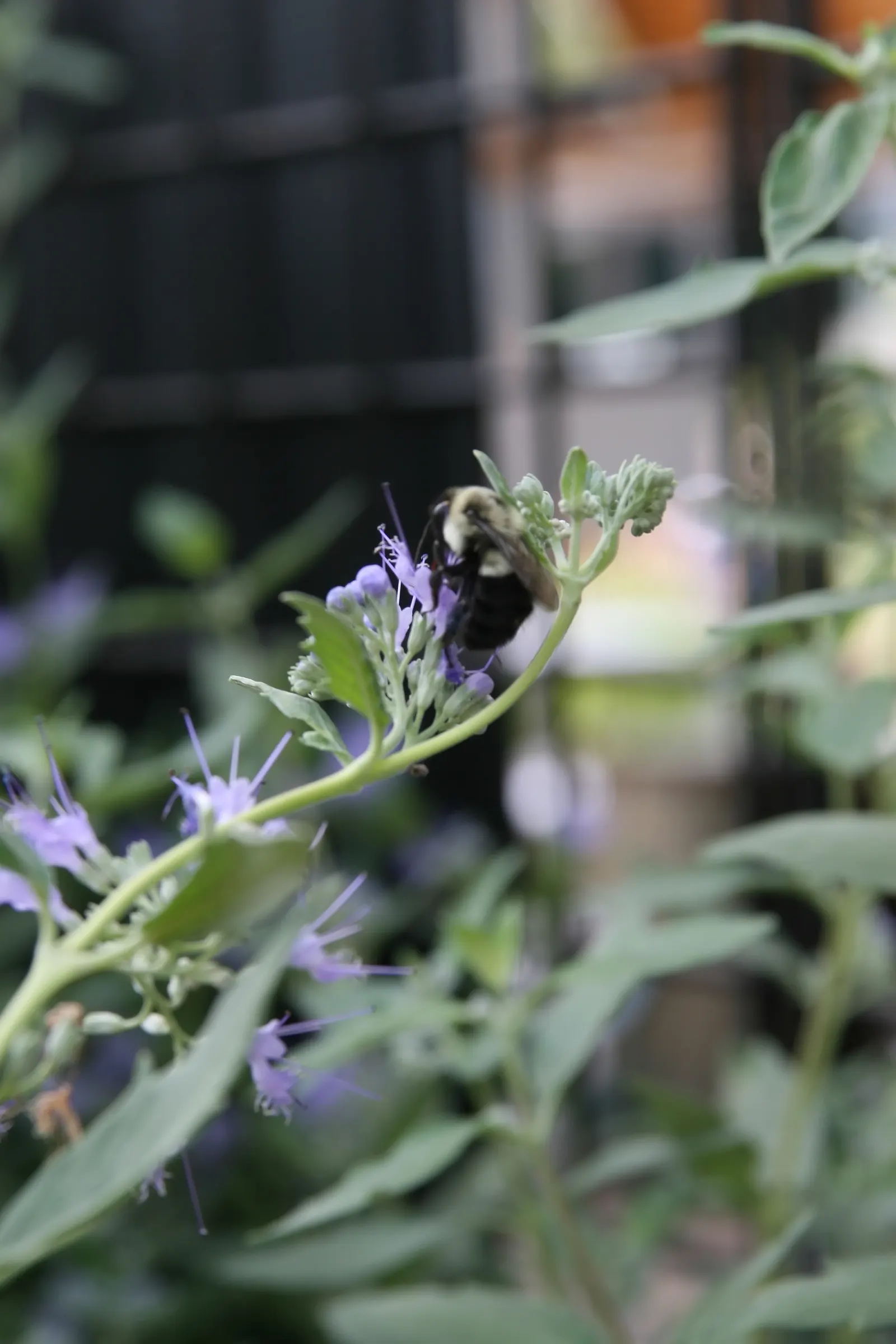 Blue Mist Shrub, Blue Beard (Caryopteris X Clandonensis) — scientifically named Caryopteris x clandonensis; and often referred to as Bluebeard