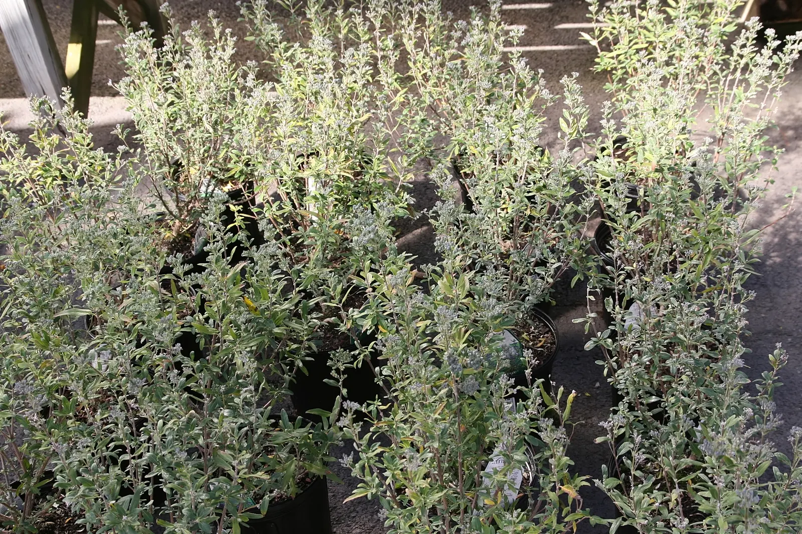 Blue Mist Shrub, Blue Beard (Caryopteris X Clandonensis) — This compact shrub typically attains a mature size of 2 to 3 feet tall with a similar, image 29