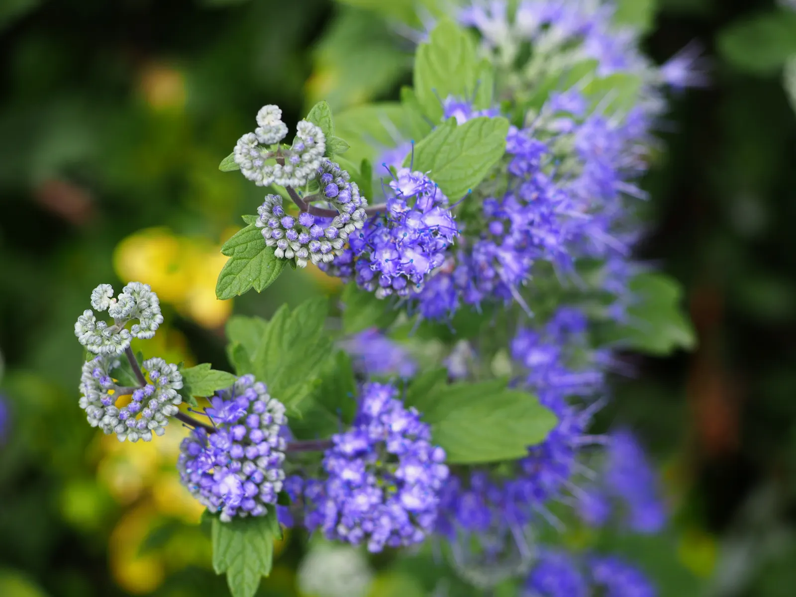 Blue Mist Shrub, Blue Beard (Caryopteris X Clandonensis) — perennial / shrub for full; or as a specimen in a mixed bed