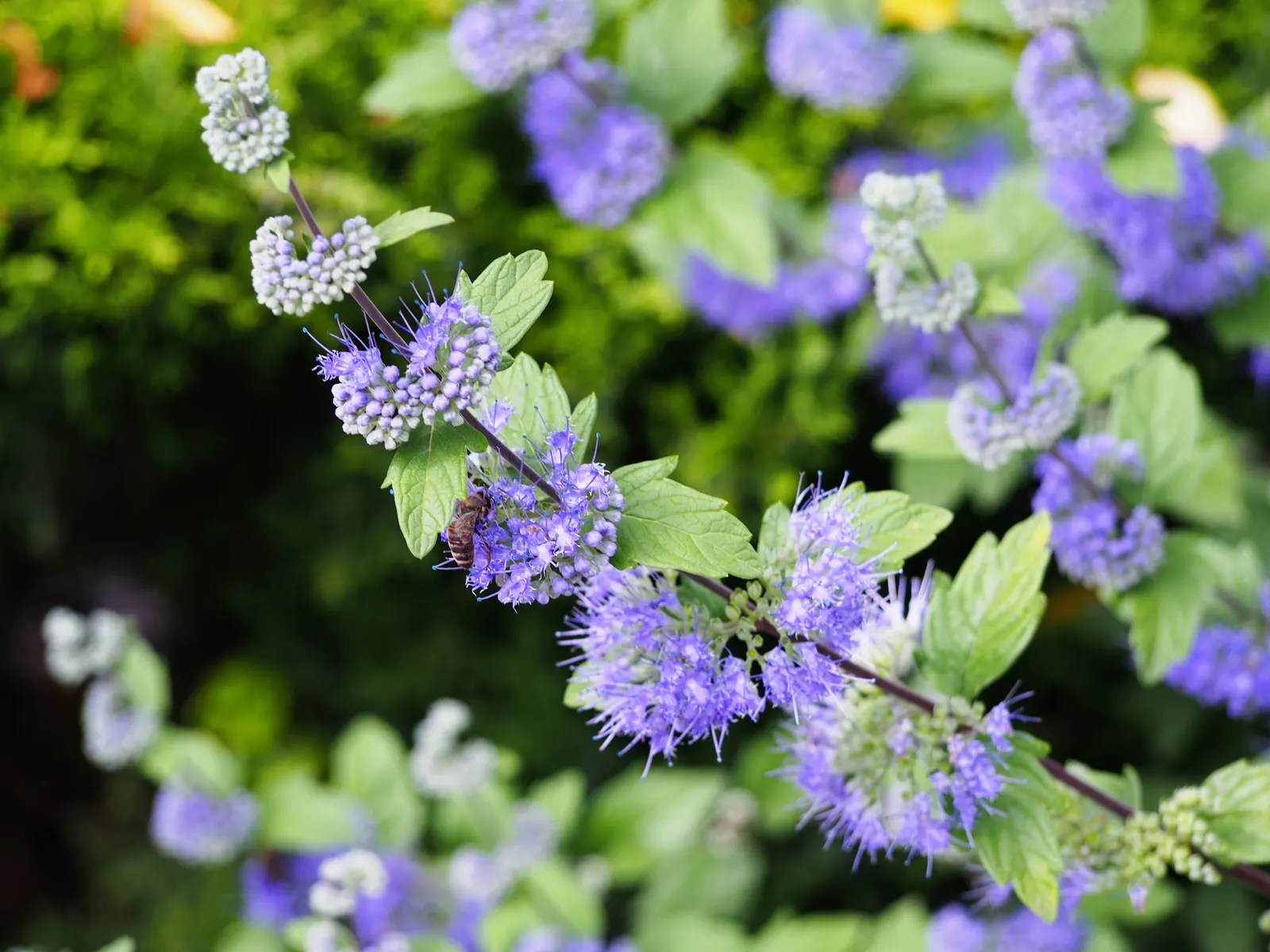 Blue Mist Shrub, Blue Beard (Caryopteris X Clandonensis) — Blue Mist Shrub (Caryopteris x clandonensis); it attracts pollinators while providing a, image 39